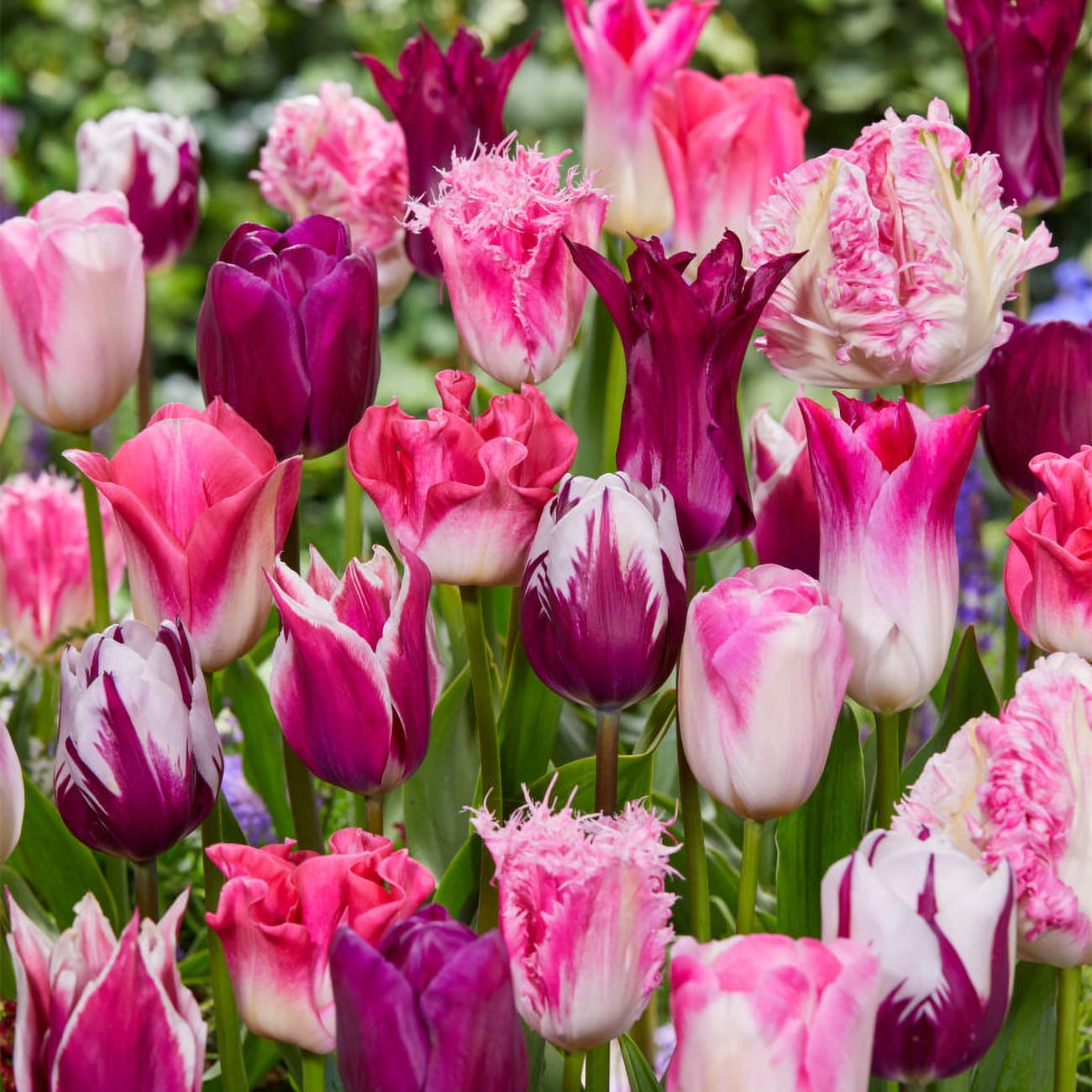 Van Zyverden 88029 Multicolor Tulips Bulbs 25 Count