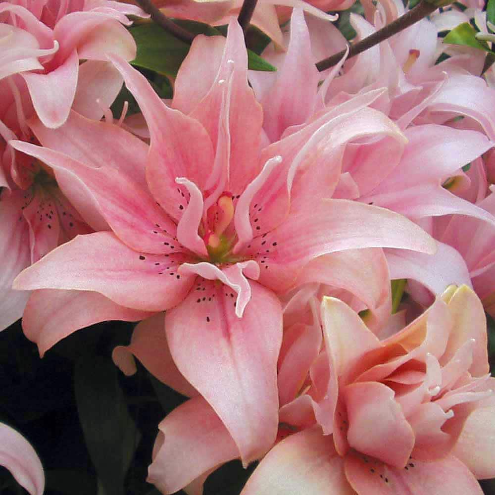 Hirt's Gardens - Elodie Double Asiatic Lily 2 Bulbs 14/16cm - Lush Candy Pink
