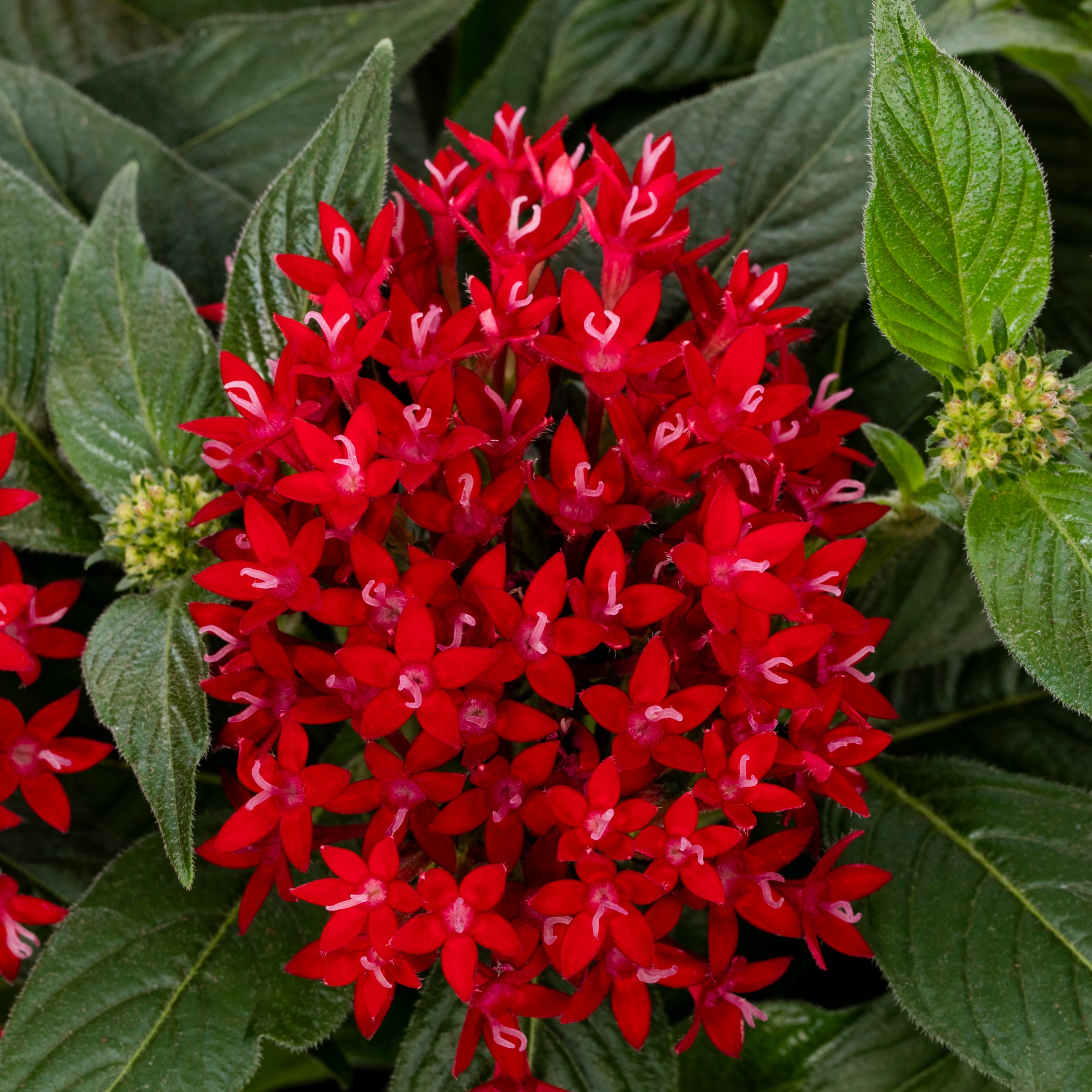 Lowe's Multicolor Pentas in 6-Pack Tray in the Annuals department at ...