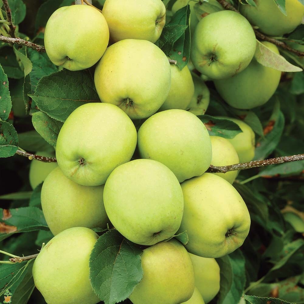 Online Orchards Golden Delicious Apple Tree (Bare-Root, 3 ft Ttall, 2-Years Old)