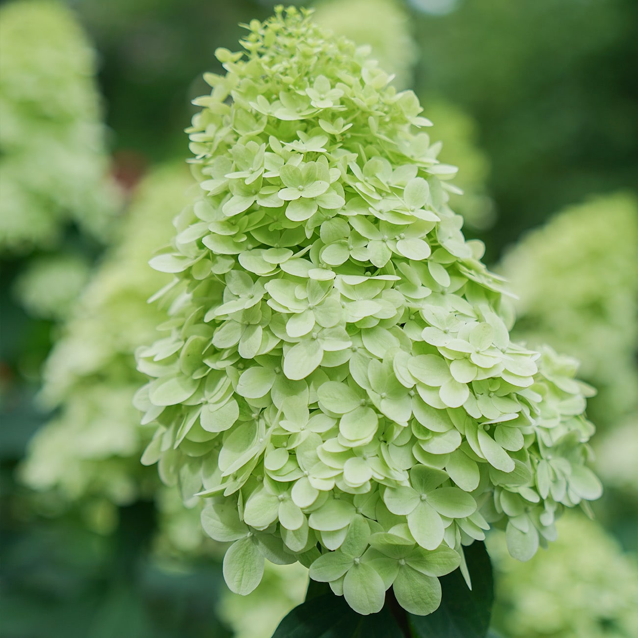 Perfect Plants LOLIMELIGHTPRIME1G shrubs - View #4