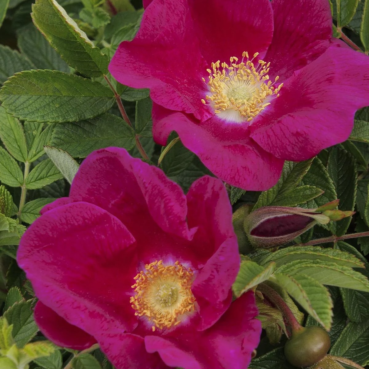 Monrovia KT11242706000200000 roses - View #2
