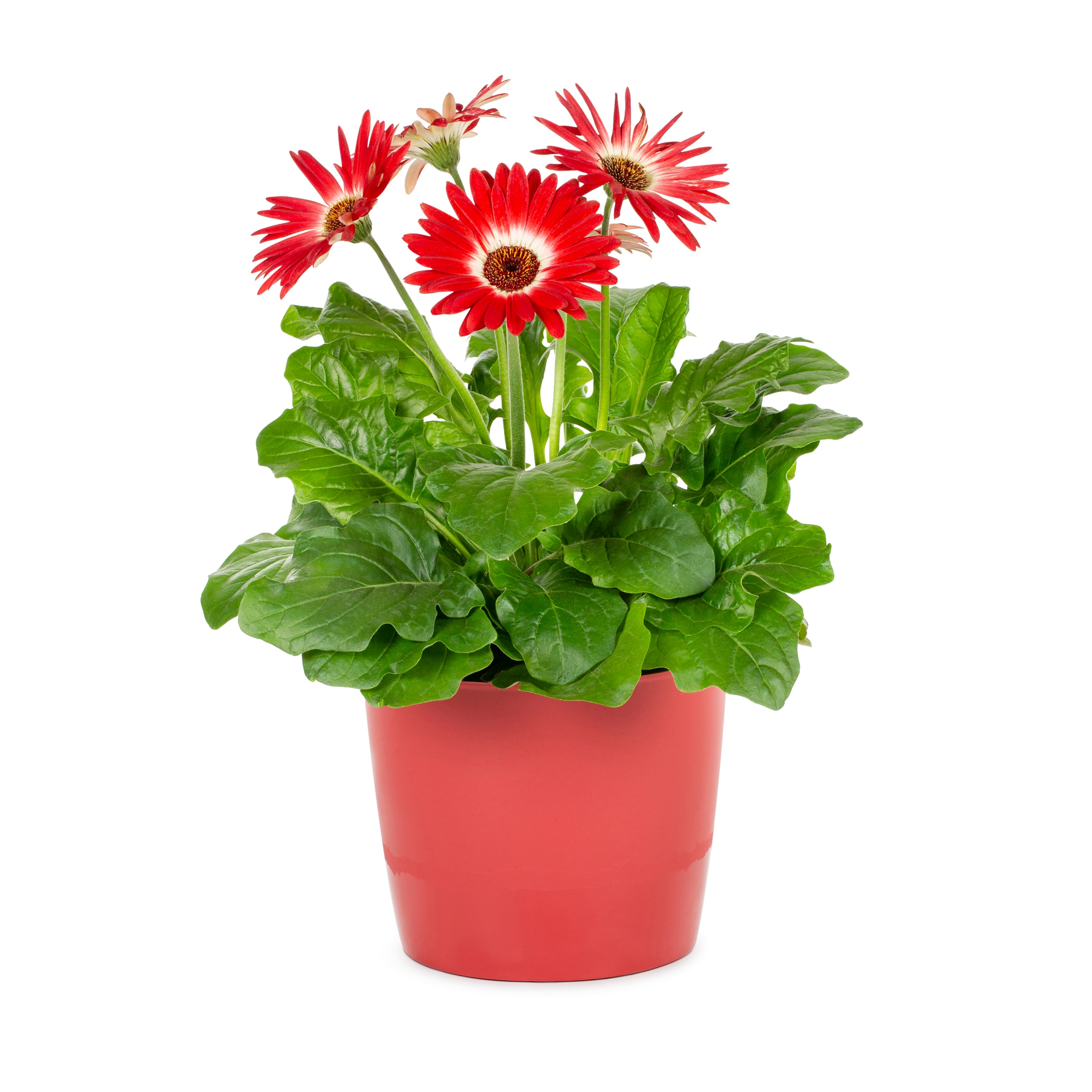 Lowe's Multicolor Gerbera Daisy in 3-Quart Planter in the Annuals  department at 