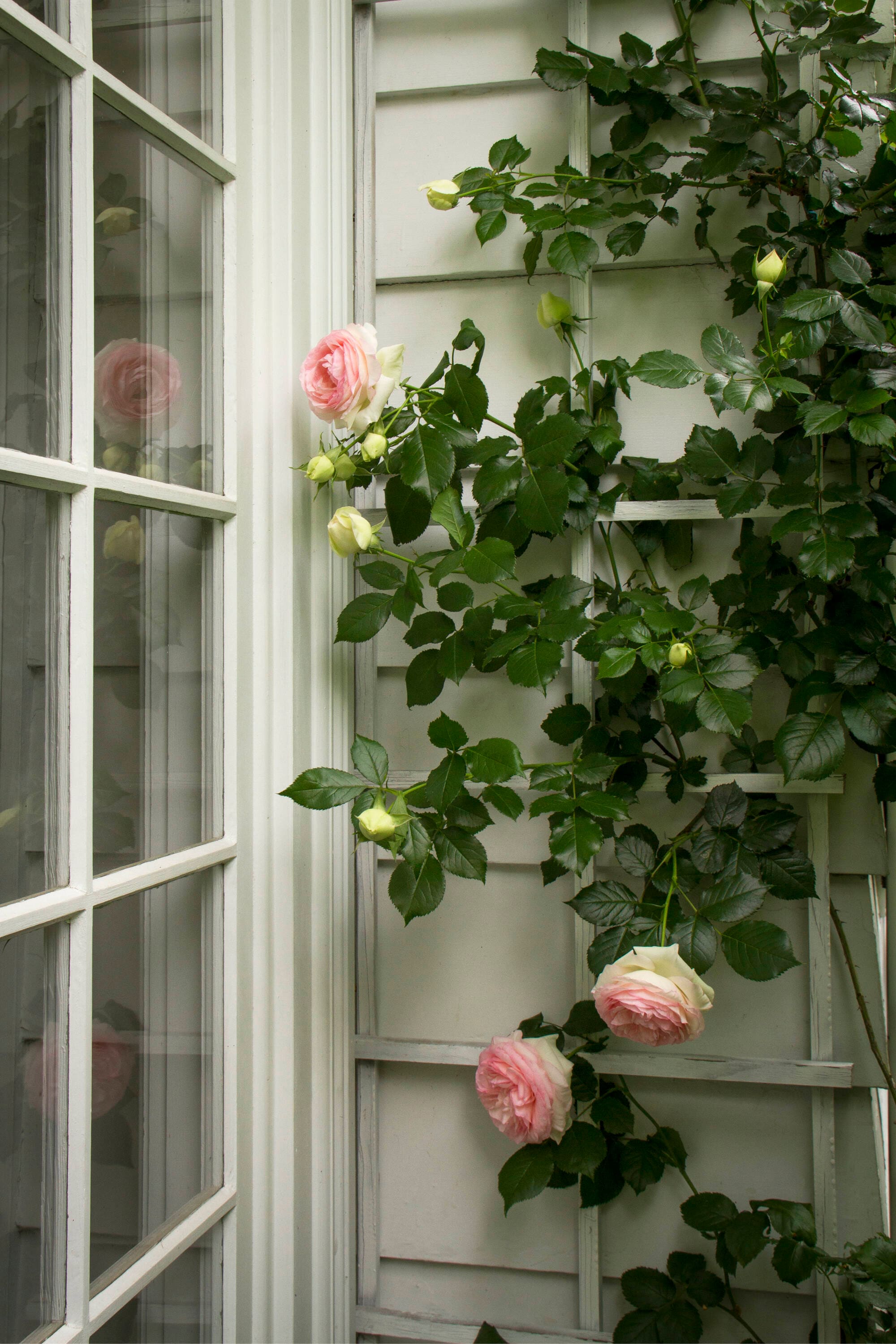 Monrovia 051105ST roses - View #2