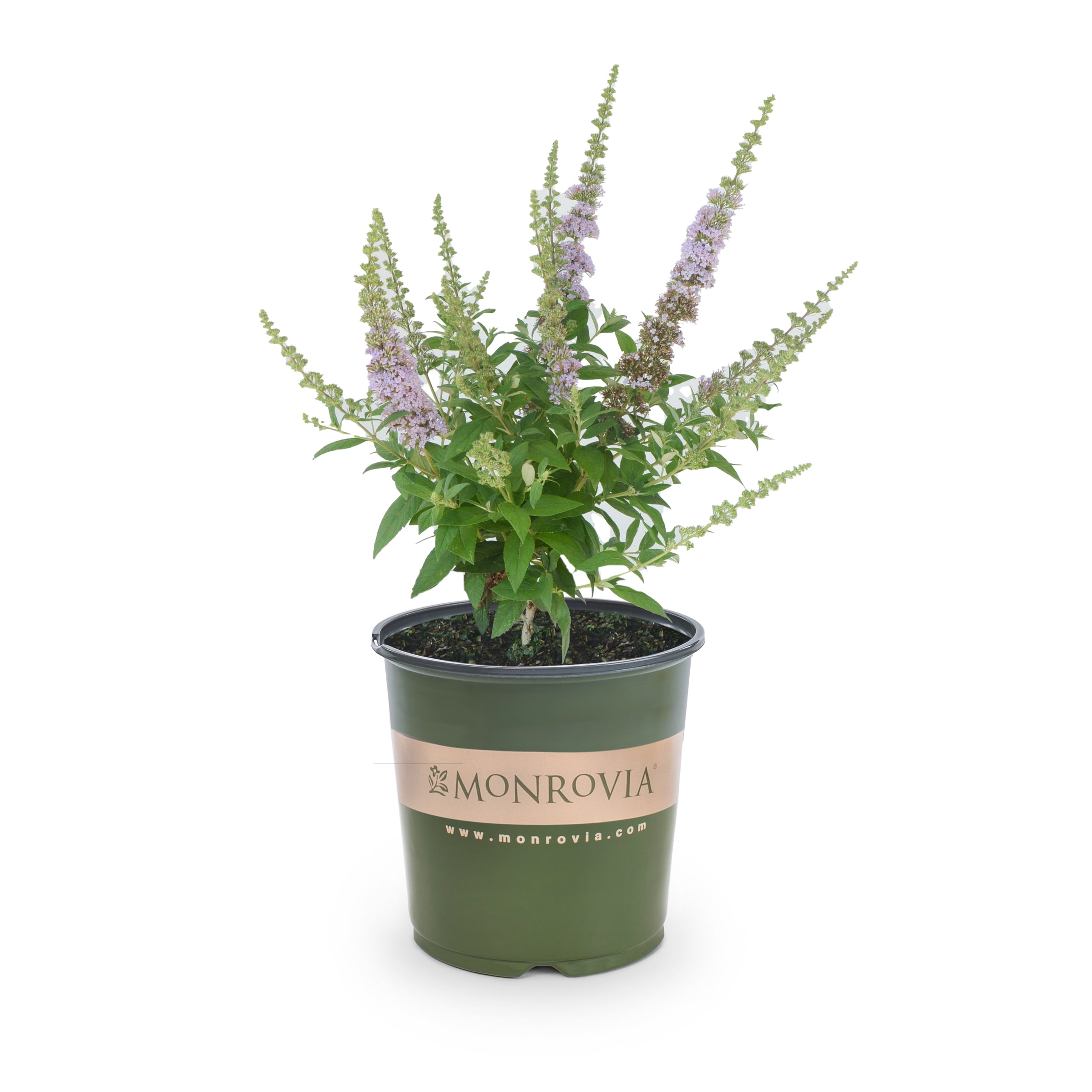 Monrovia White Butterfly Bush Plant in 2.5-Quart Pot in the Perennials ...