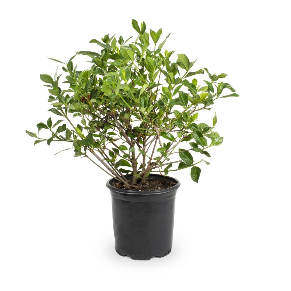 Lowe's 998887 Sweet Tea Gardenia Flowering Shrub in 2 -Gallon Pot 1 -Pack with White Blooms