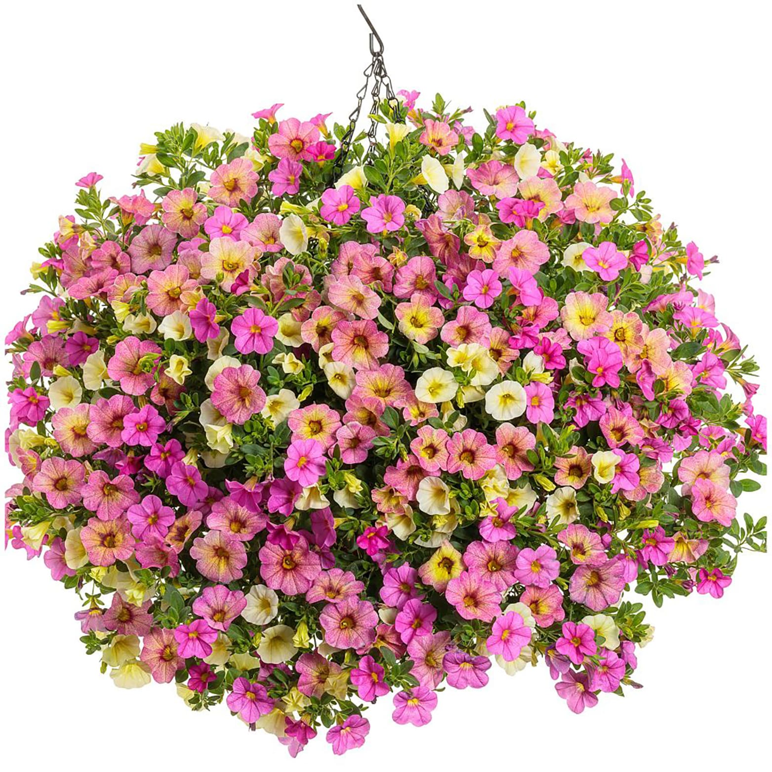 Proven Winners Rich Pink Superbells Pink (calibrachoa) In 4.25-in Pot 4 