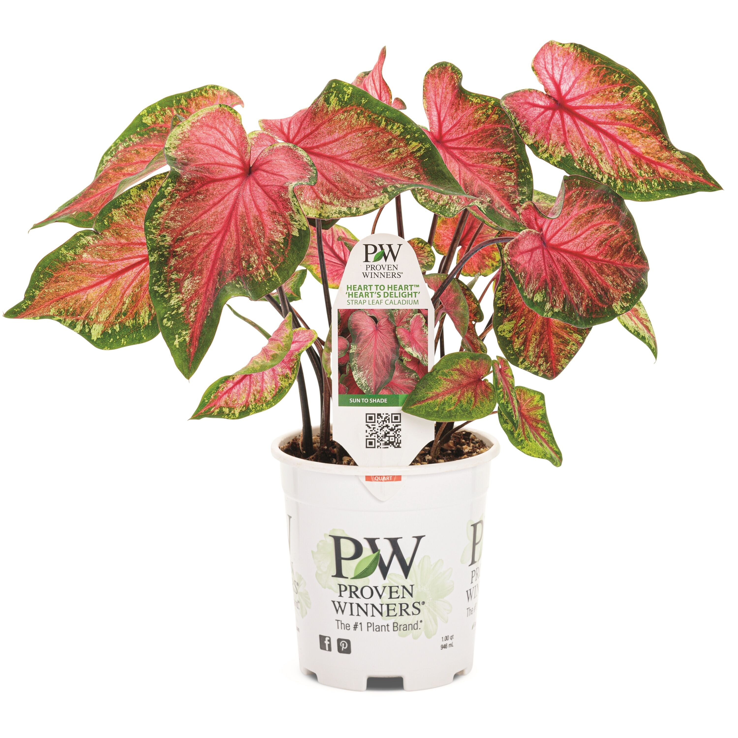 Proven Winners CLDPRW1327100 Fresh-Cut-Christmas-Decorations - View #7