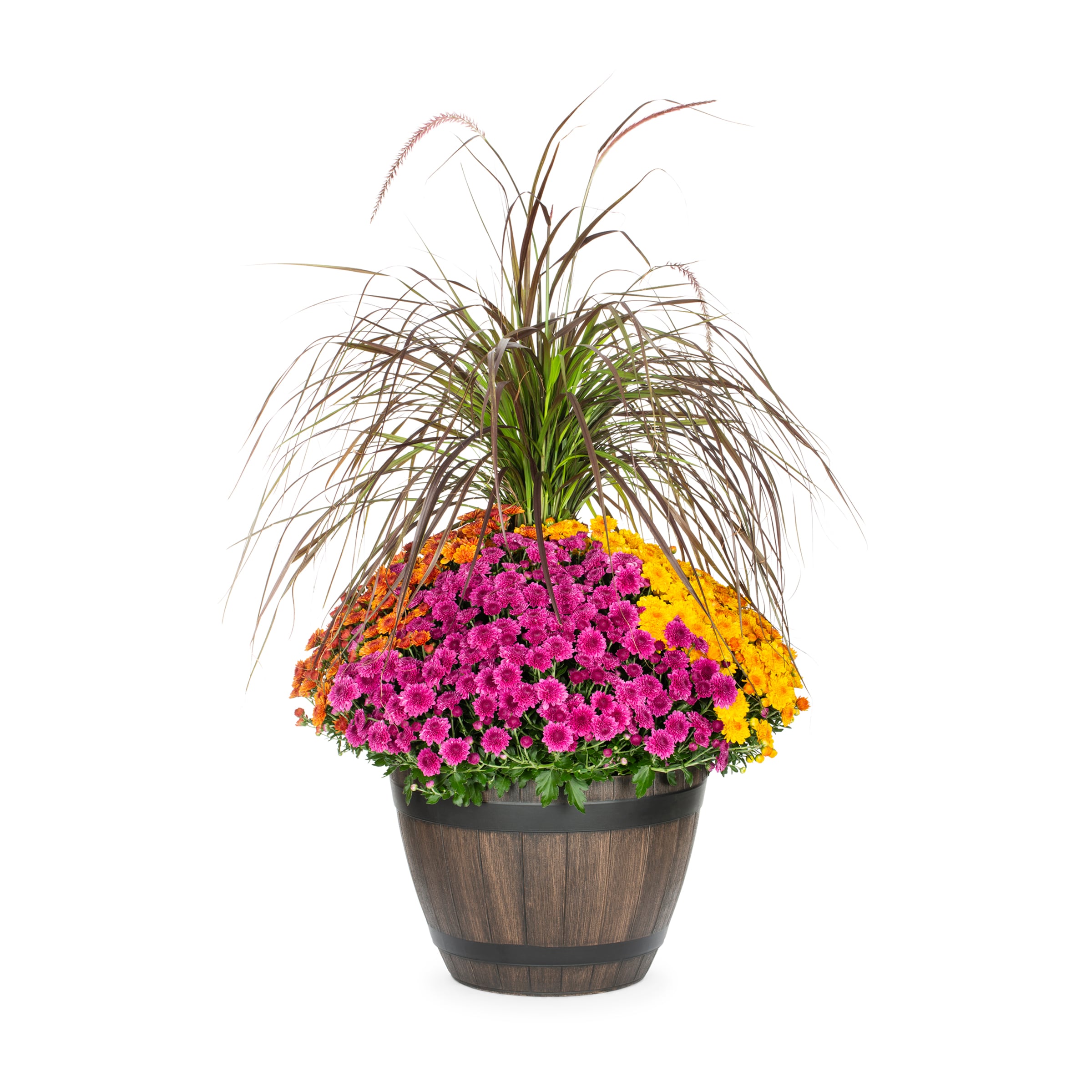 Lowe's NURSERY Multicolor Mum in 5 Gallon(s) Planter 1 -Pack