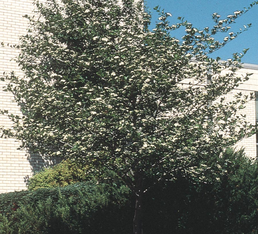  NURSERY 6-Gallon White Flowering Tree Crusader Hawthorn In Pot (With Soil)