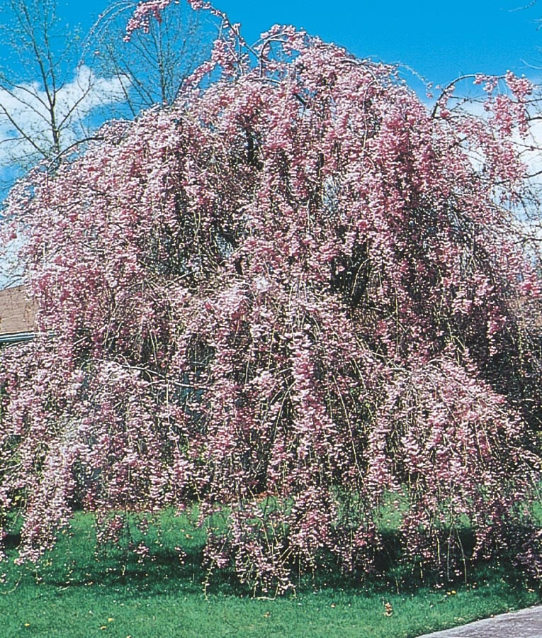 Lowe's NURSERY -Gallon Pink Feature Pink Weeping Cherry In pot (with soil)