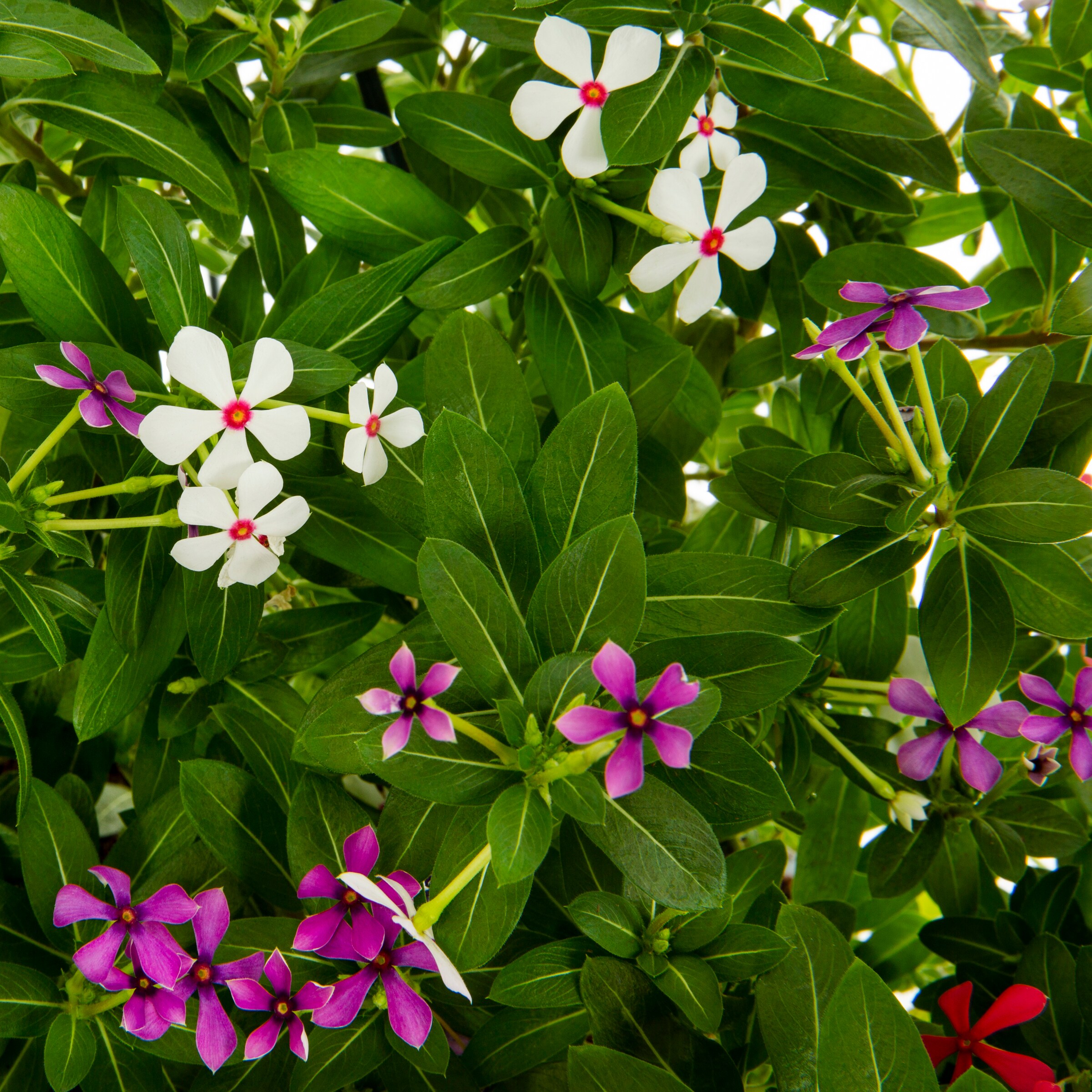 Lowe's Multicolor Vinca in 2-Gallon Pot at Lowes.com