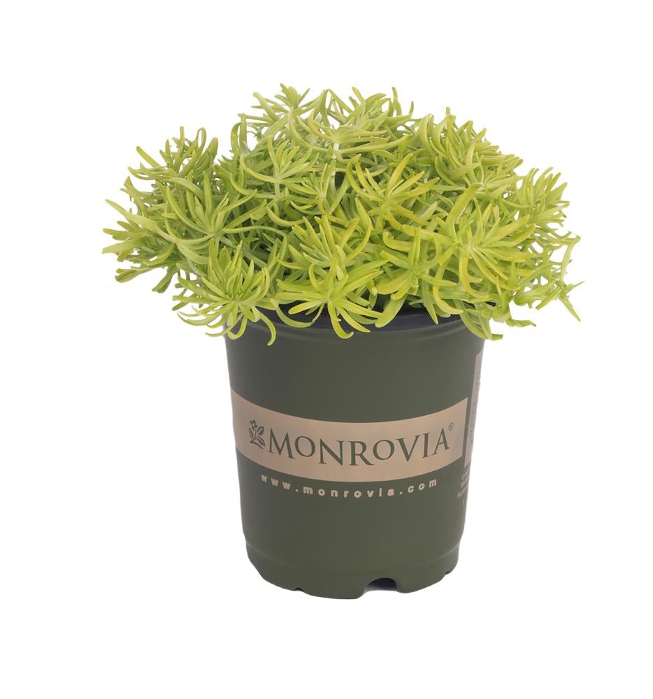 Monrovia NURSERY Red Stonecrop Plant in 1.00 -Pint Pot 1.0 -Pack