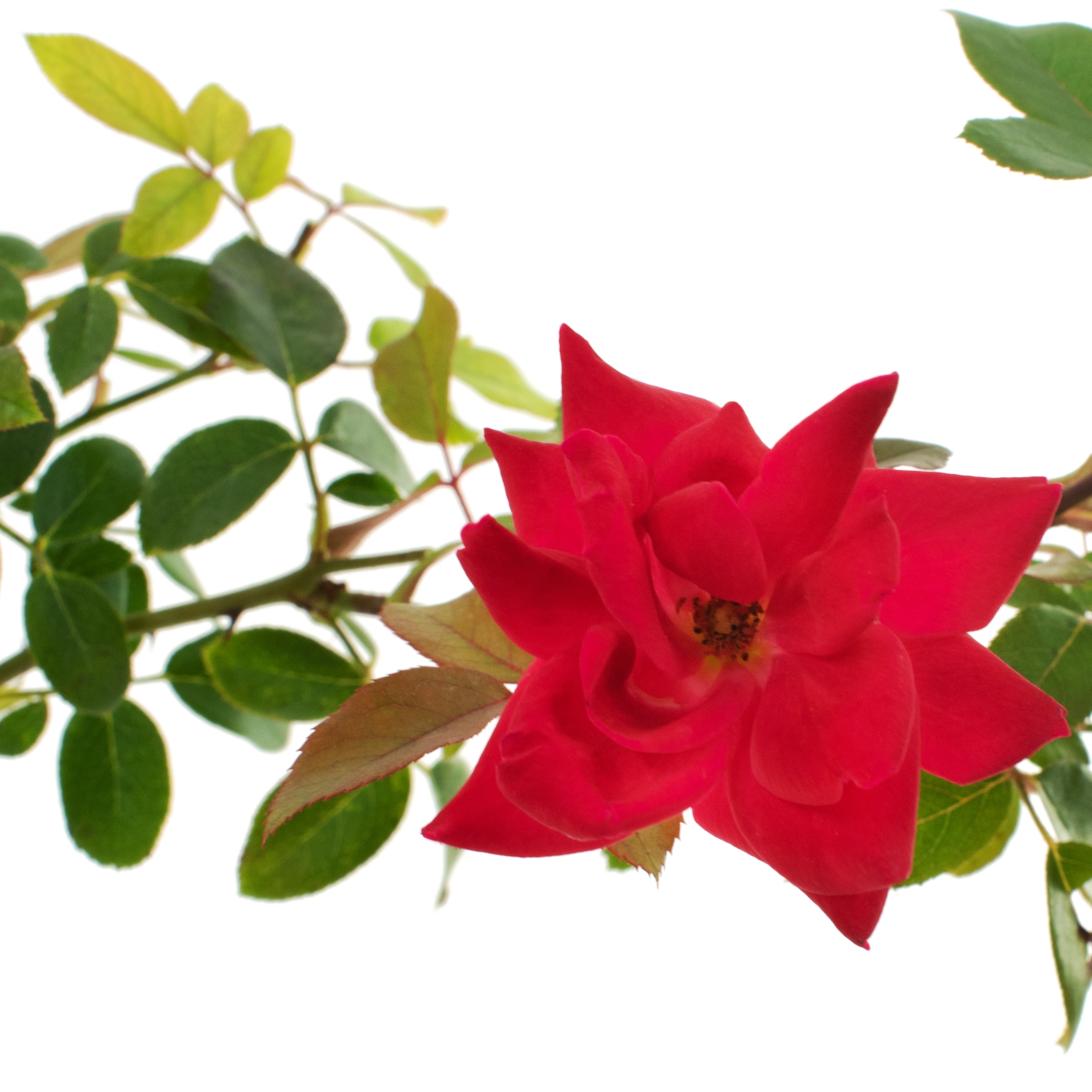 National Plant Network LW1290 roses - View #2