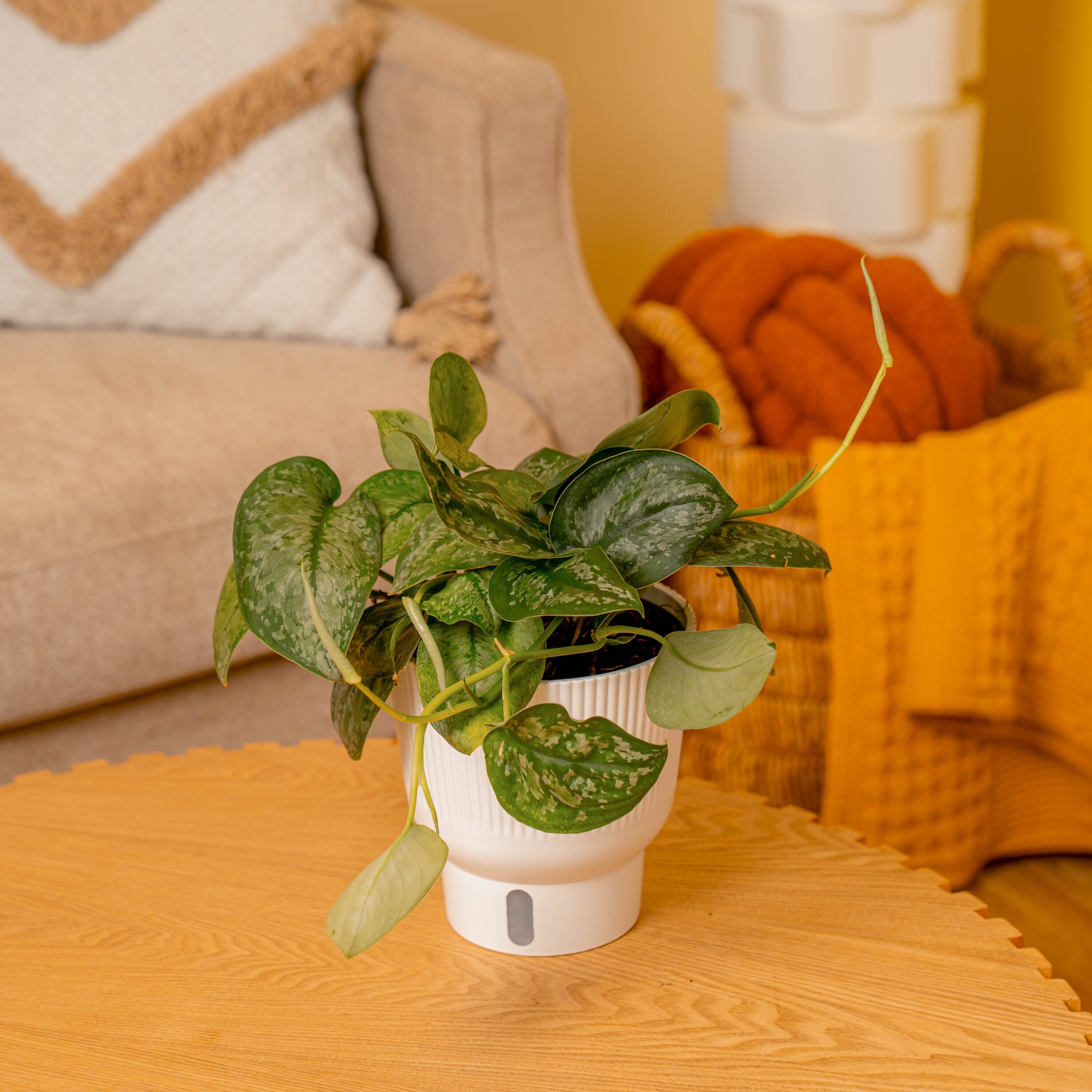 Costa Farms 5991768 hseplants - View #3