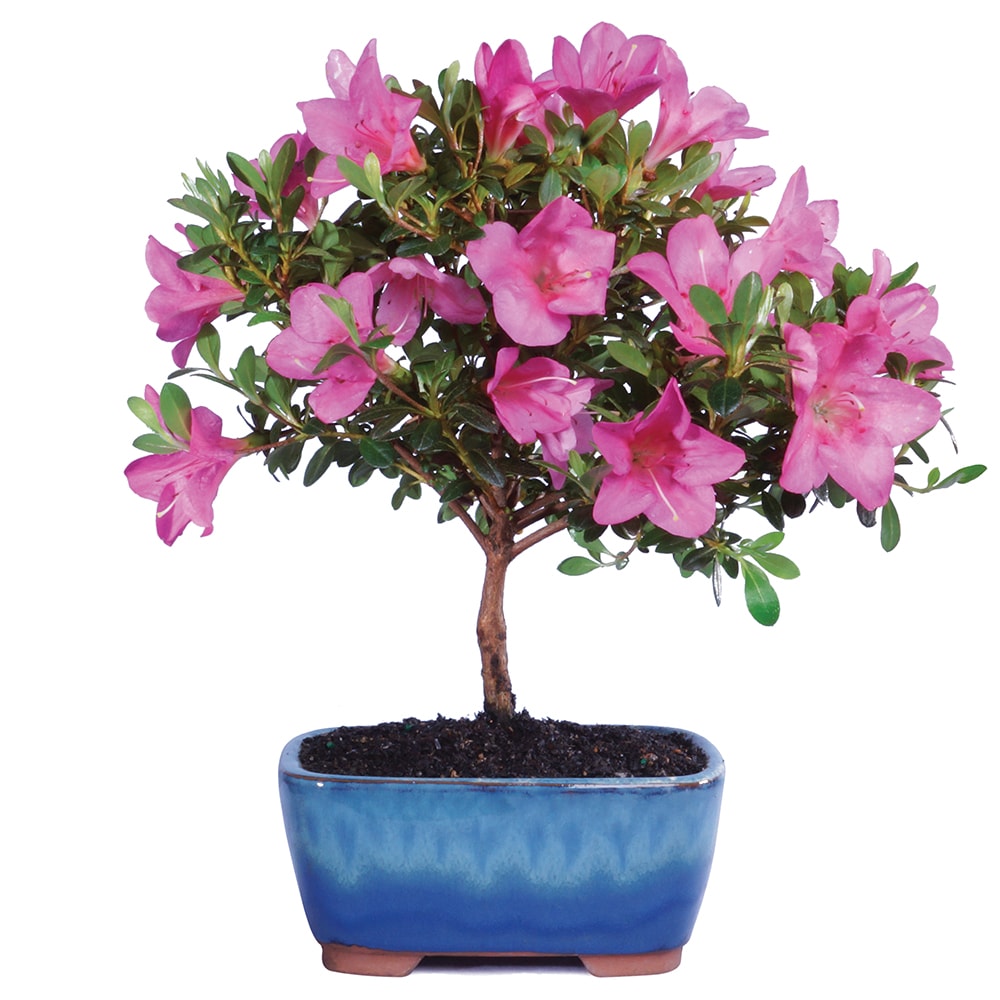 Brussel's Bonsai DT6016AZ trees - View #5