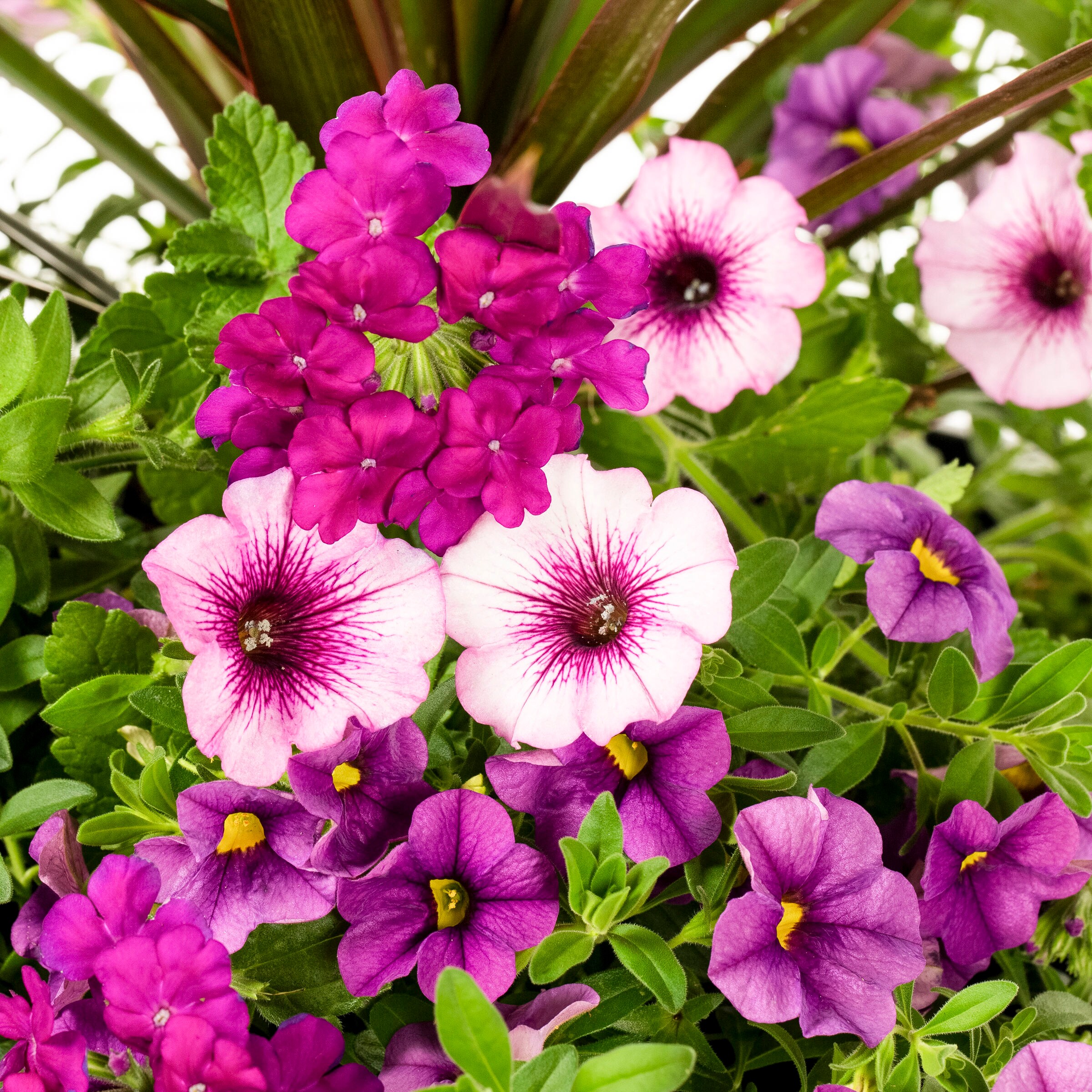 Lowe's 825093 annuals - View #2