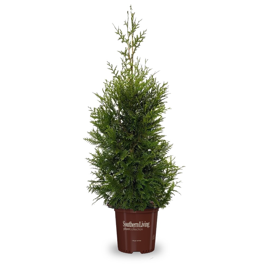 Southern Living Plant Collection 98572 Green Valley Arborvitae Foundation/Hedge Shrub in 1.5 -Gallon Pot 1 -Pack