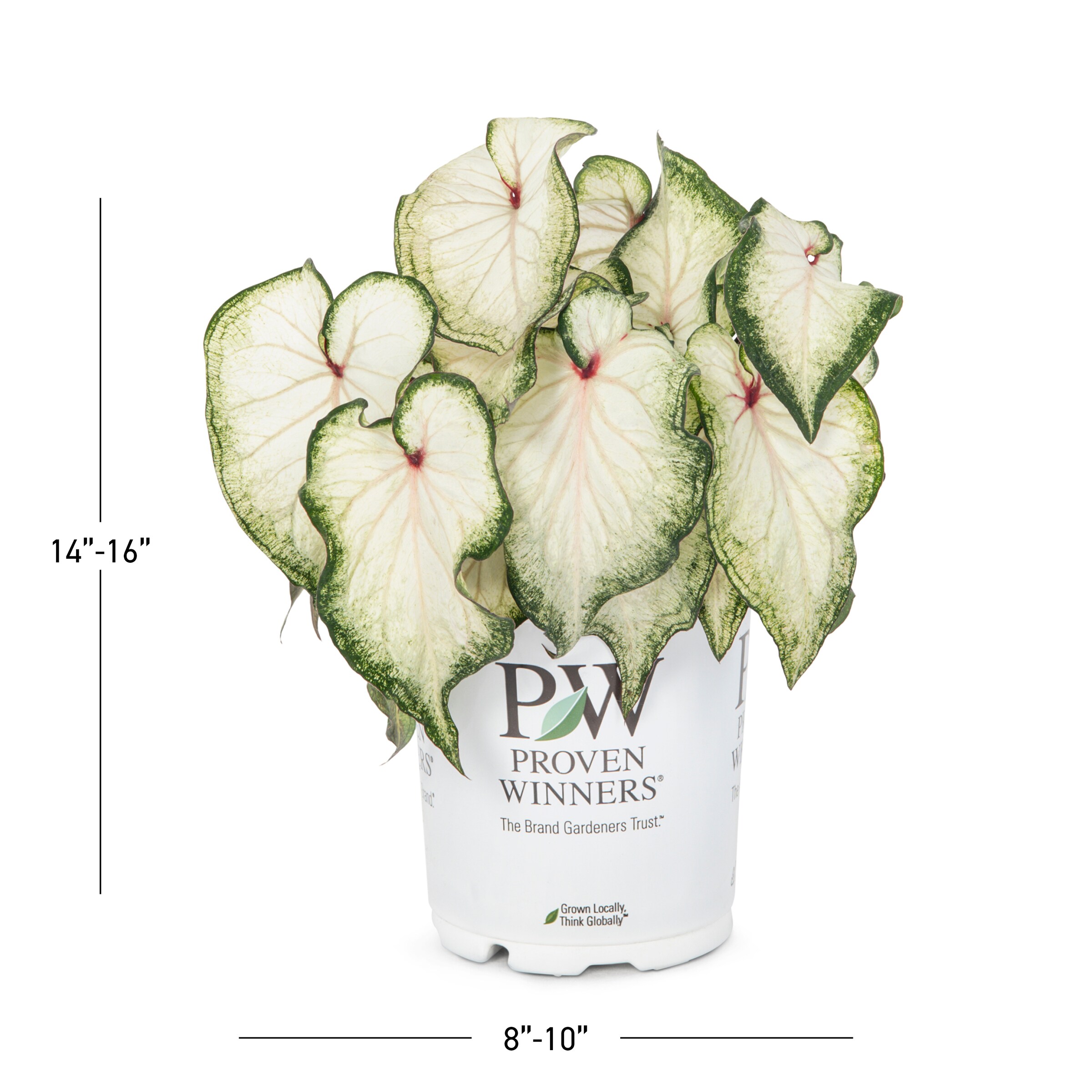 Proven Winners NURSERY annuals - View #3