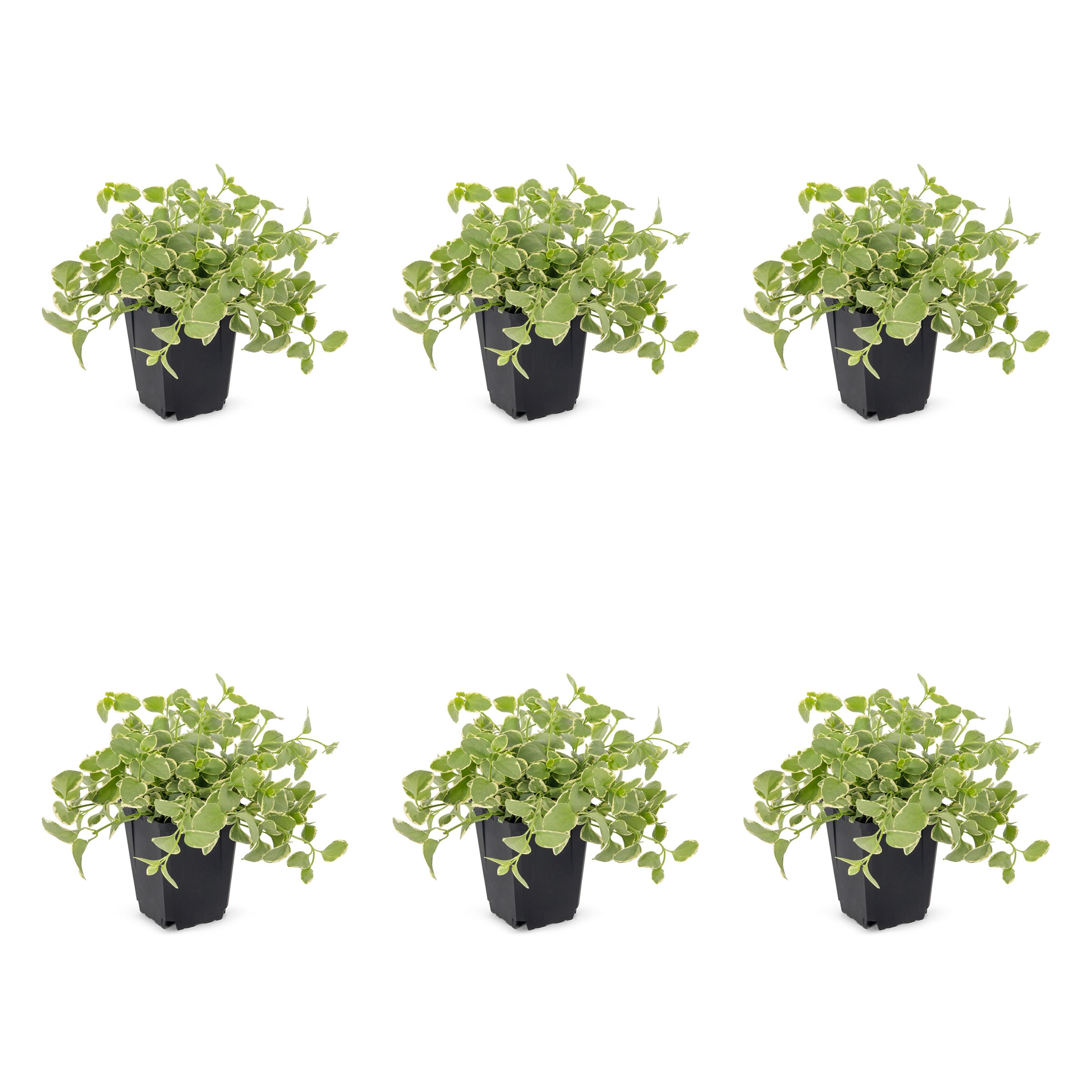 Metrolina Greenhouses 78826 Accent Vinca Vine in 1 Pint Pot 6 -Pack