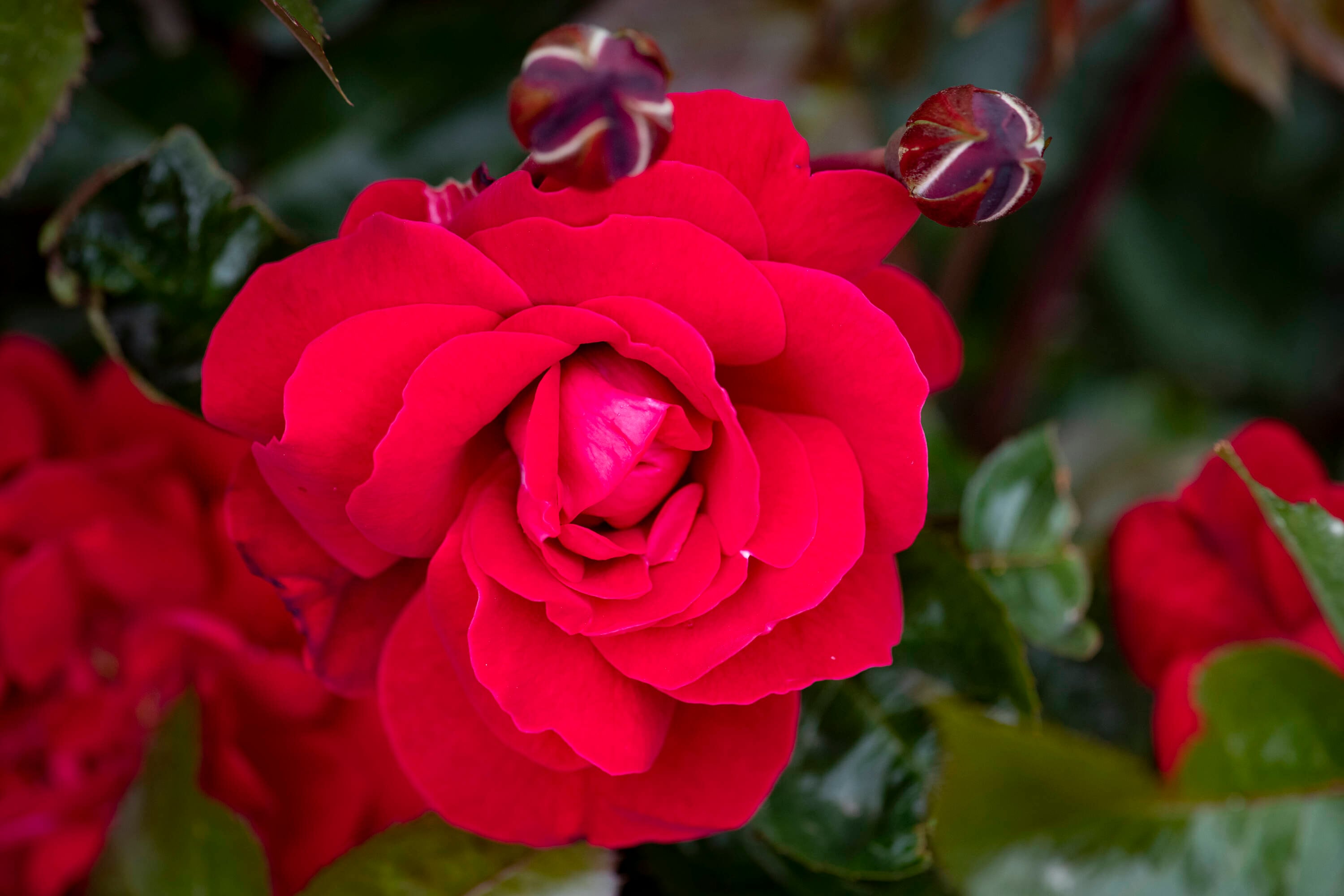 Lowe's NURSERY roses - View #2