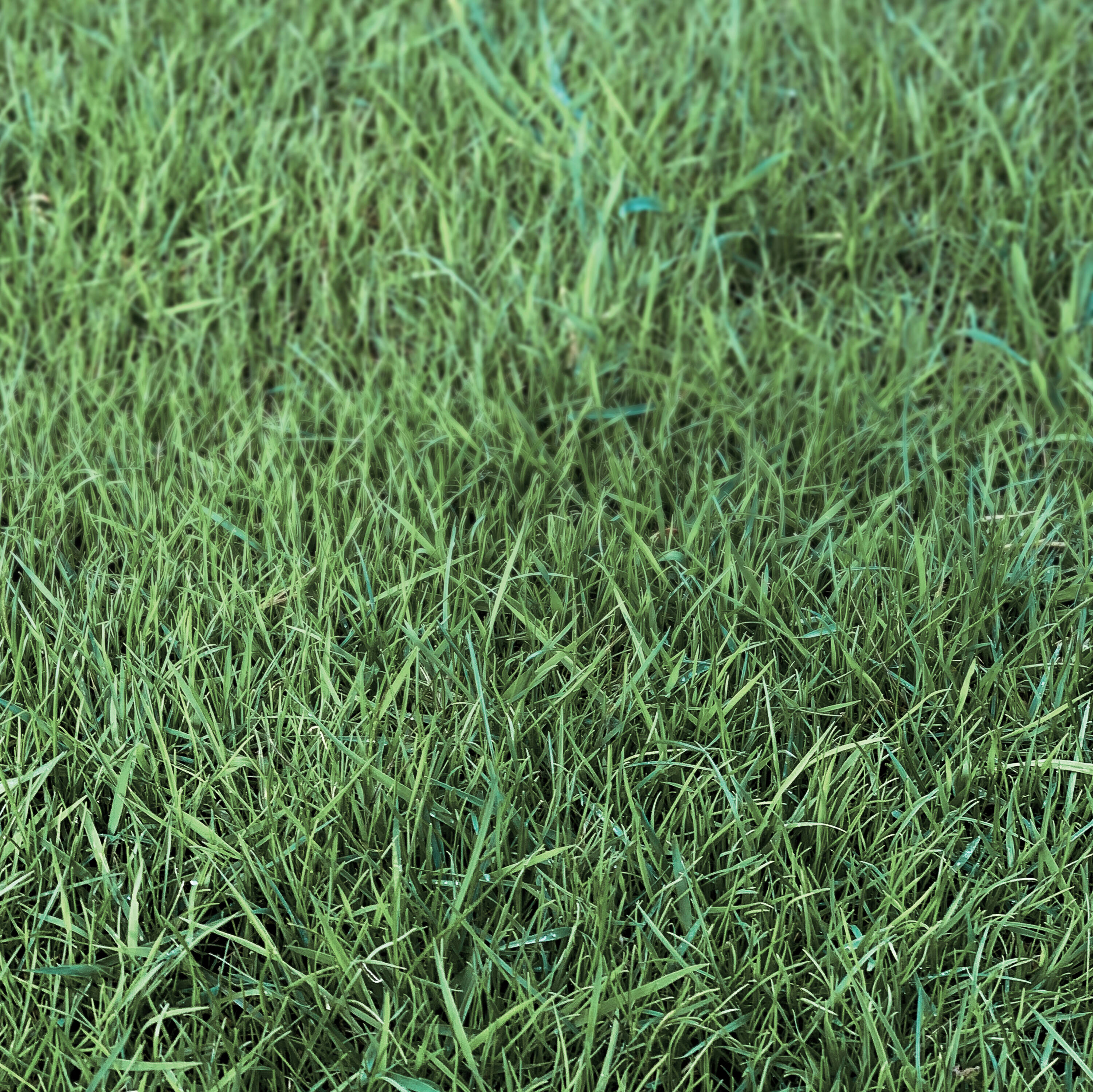 Sta-Green PS-DS3 Grass-Seed - View #12