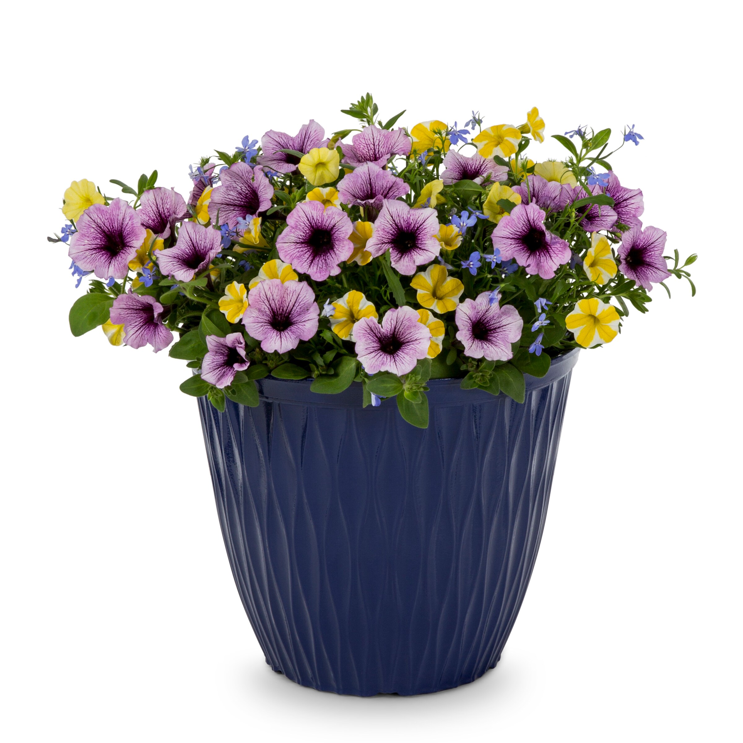 Proven Winner NURSERY annuals - View #4