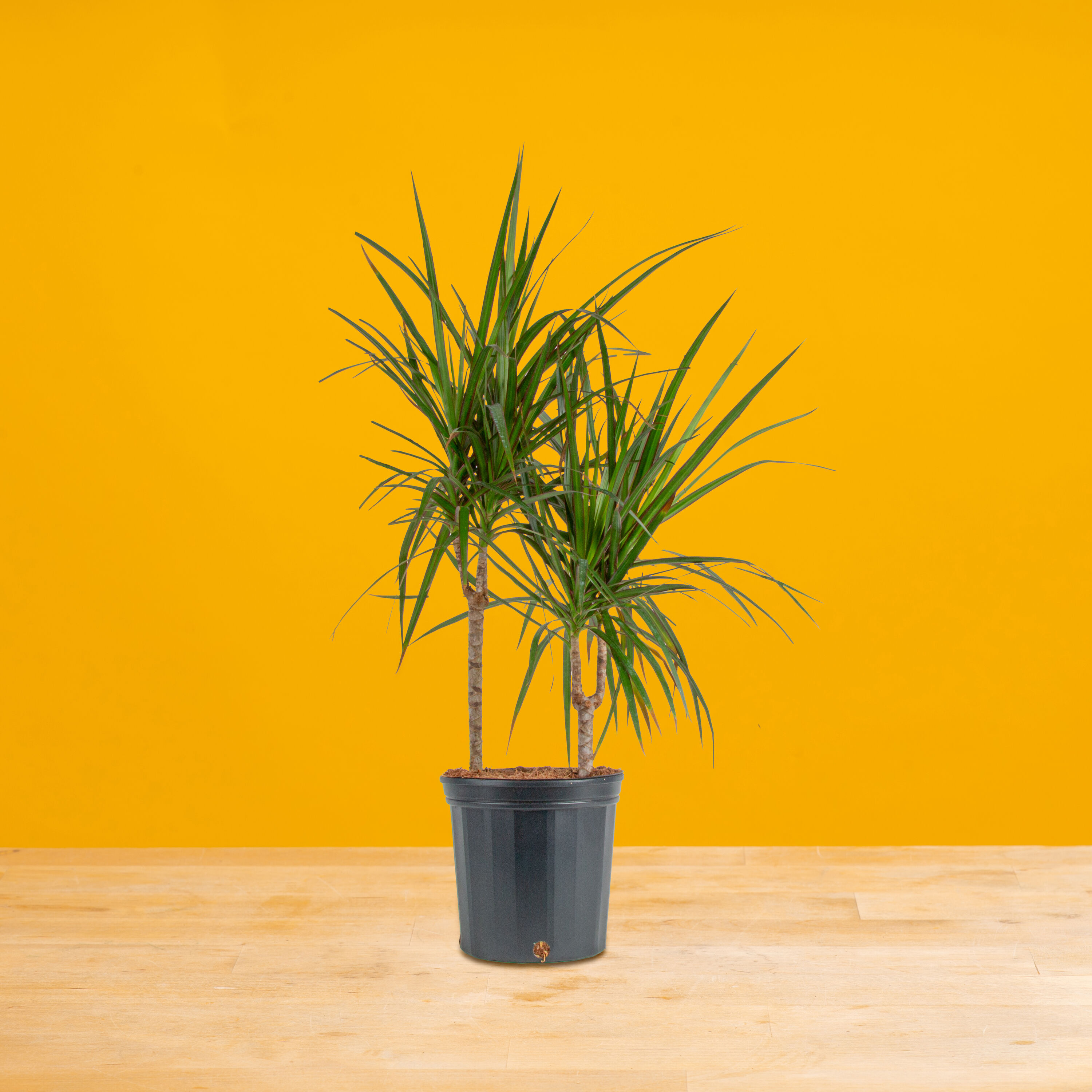 images of money tree plant Money Tree | Indoor Plants main image 1