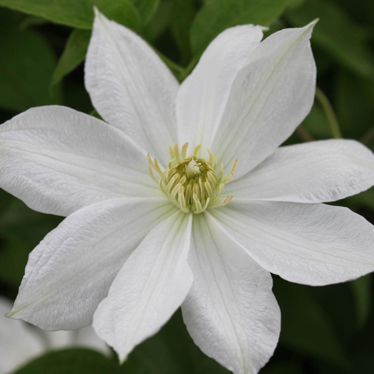 Eric Ruuth Clematis Vine Perennials at Lowes.com