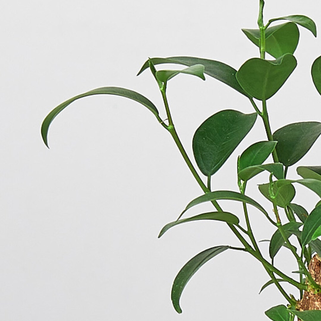 House Plant Shop 6-FICUS-GINSENG hseplants - View #2