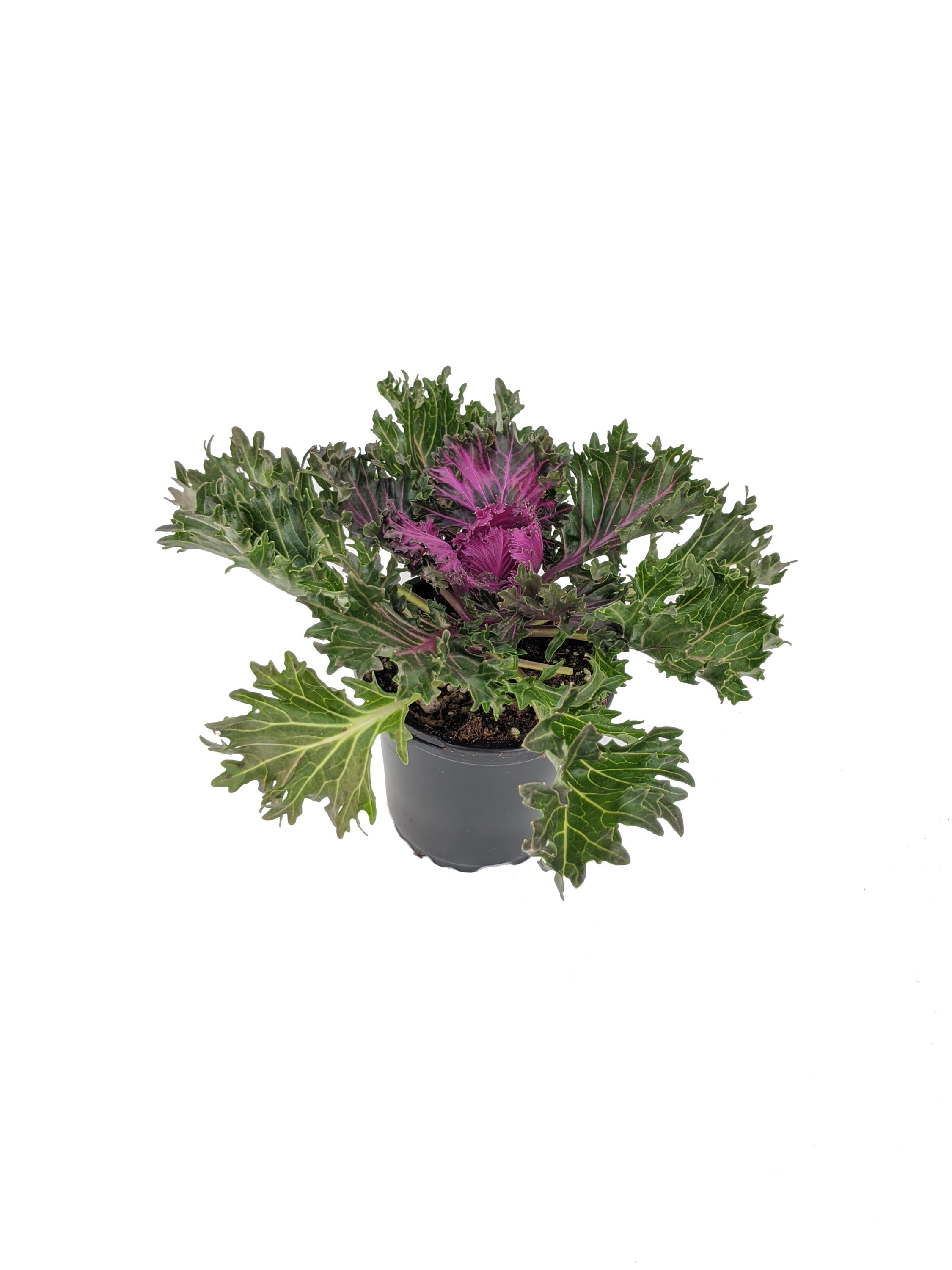  1173 perennials - View #4