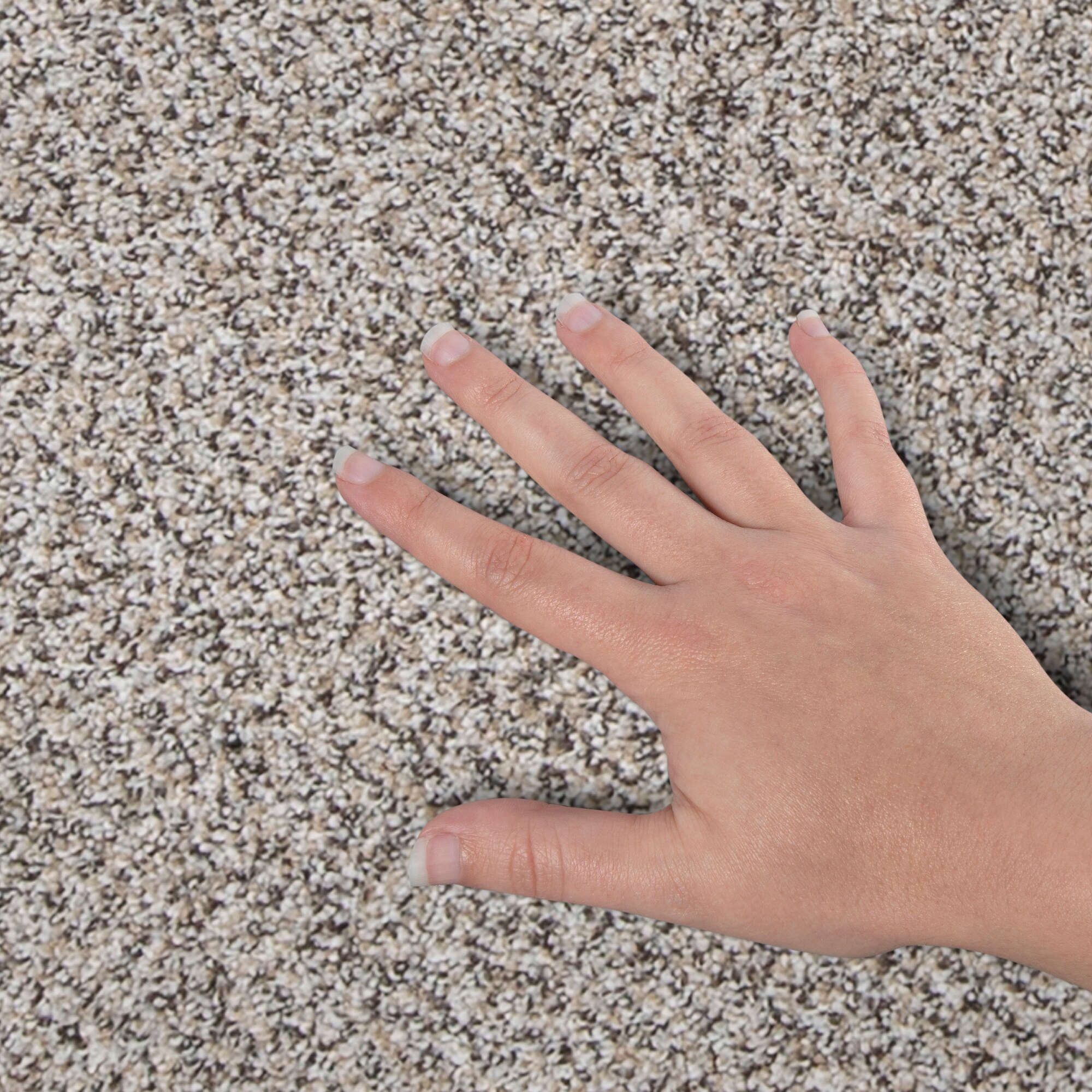 STAINMASTER PetProtect SS062-L012-S0808 Carpet-Samples - View #4