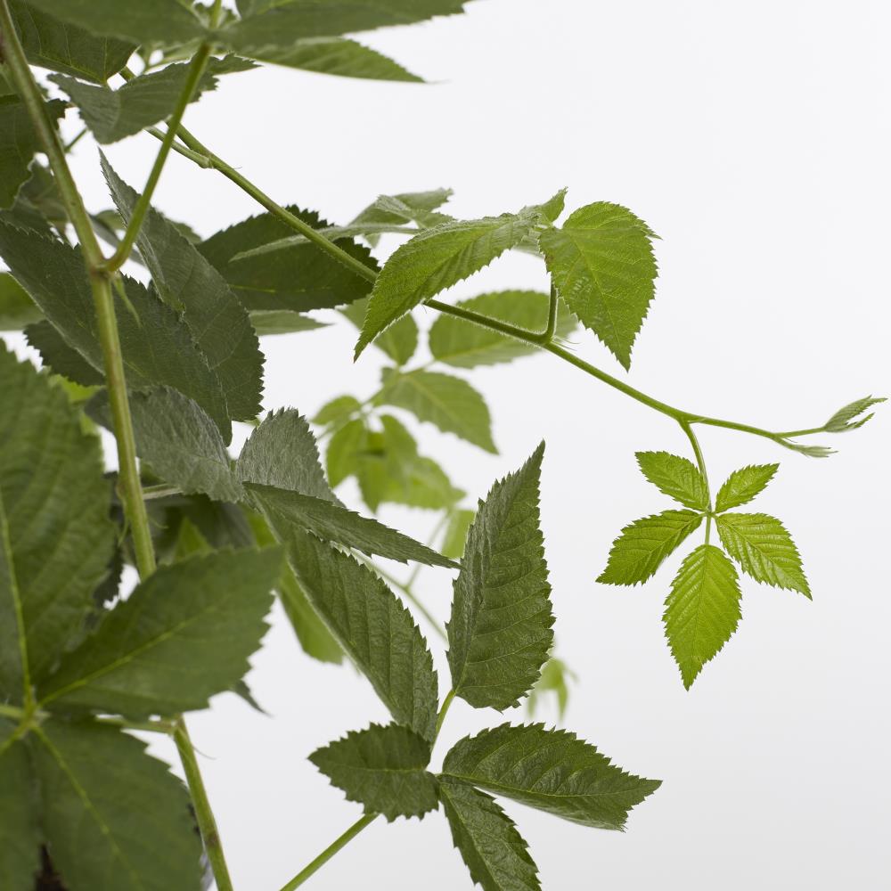 Lowe's 732336750624 Raspberry Plant Pot