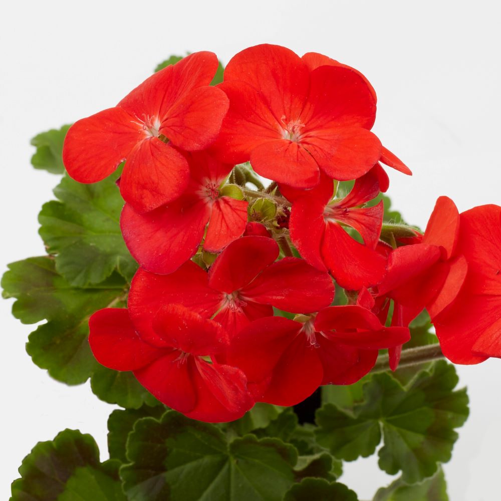 Lowe's NURSERY Multicolor Geranium in 1-Pint Pot