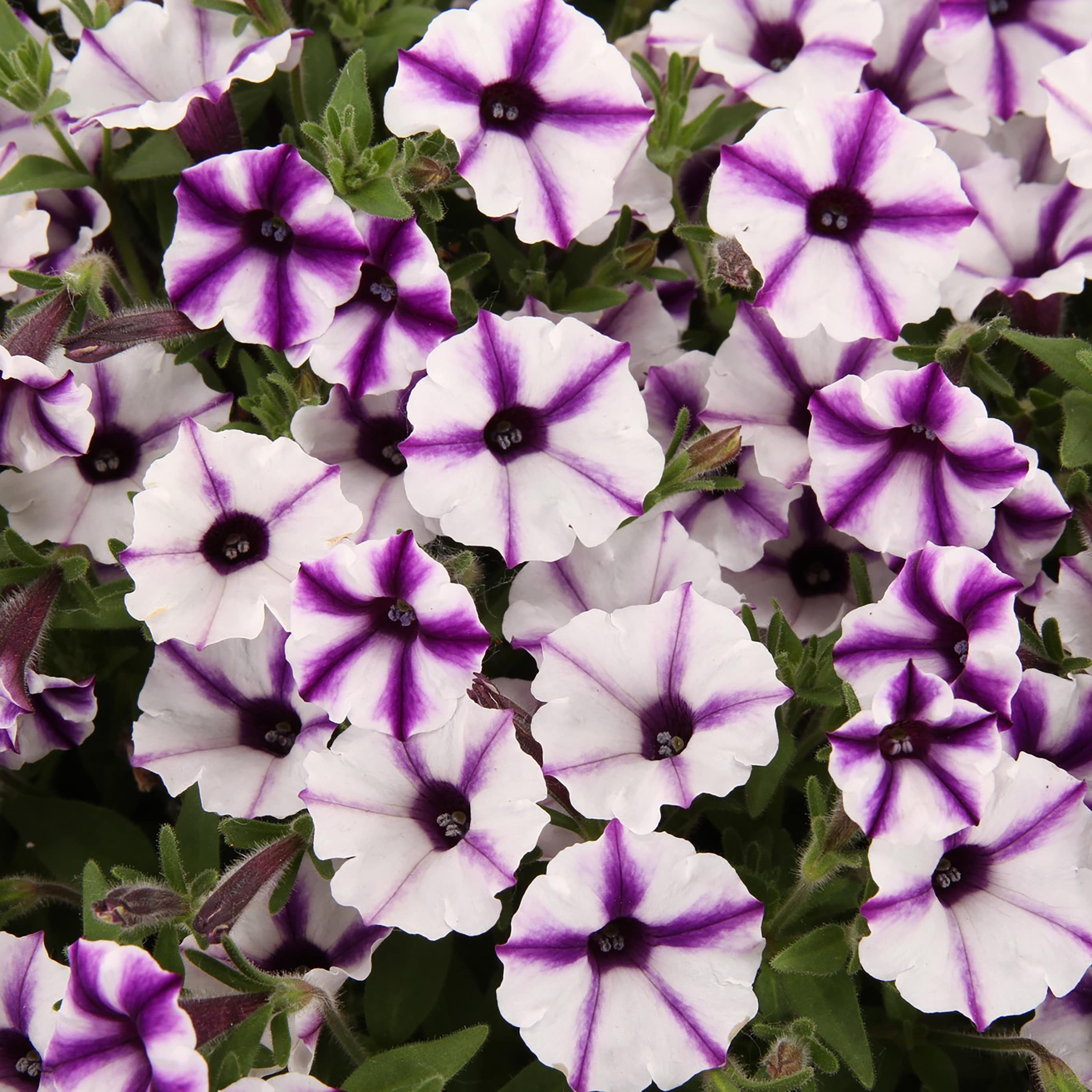 Proven Winners Petunia Plants, Bulbs & Seeds at