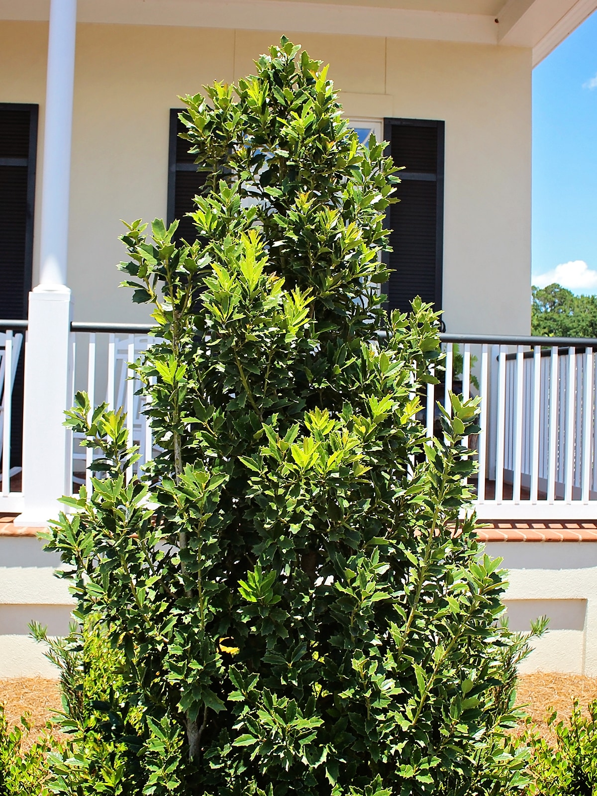 Southern Planters HOLOAK03G trees - View #3