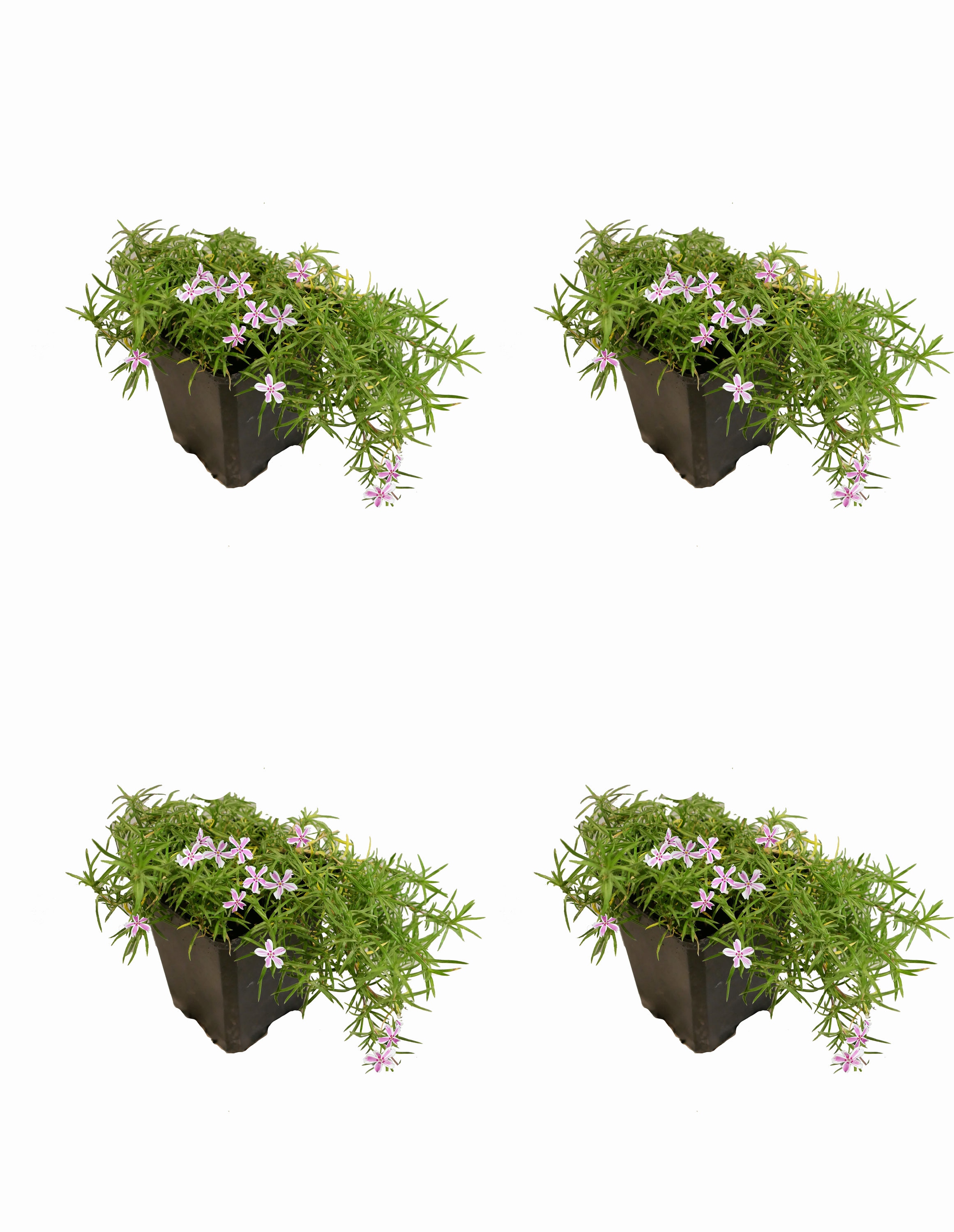  1125 Pink Creeping Phlox Plant in 1 -Quart Pot 4.0 -Pack