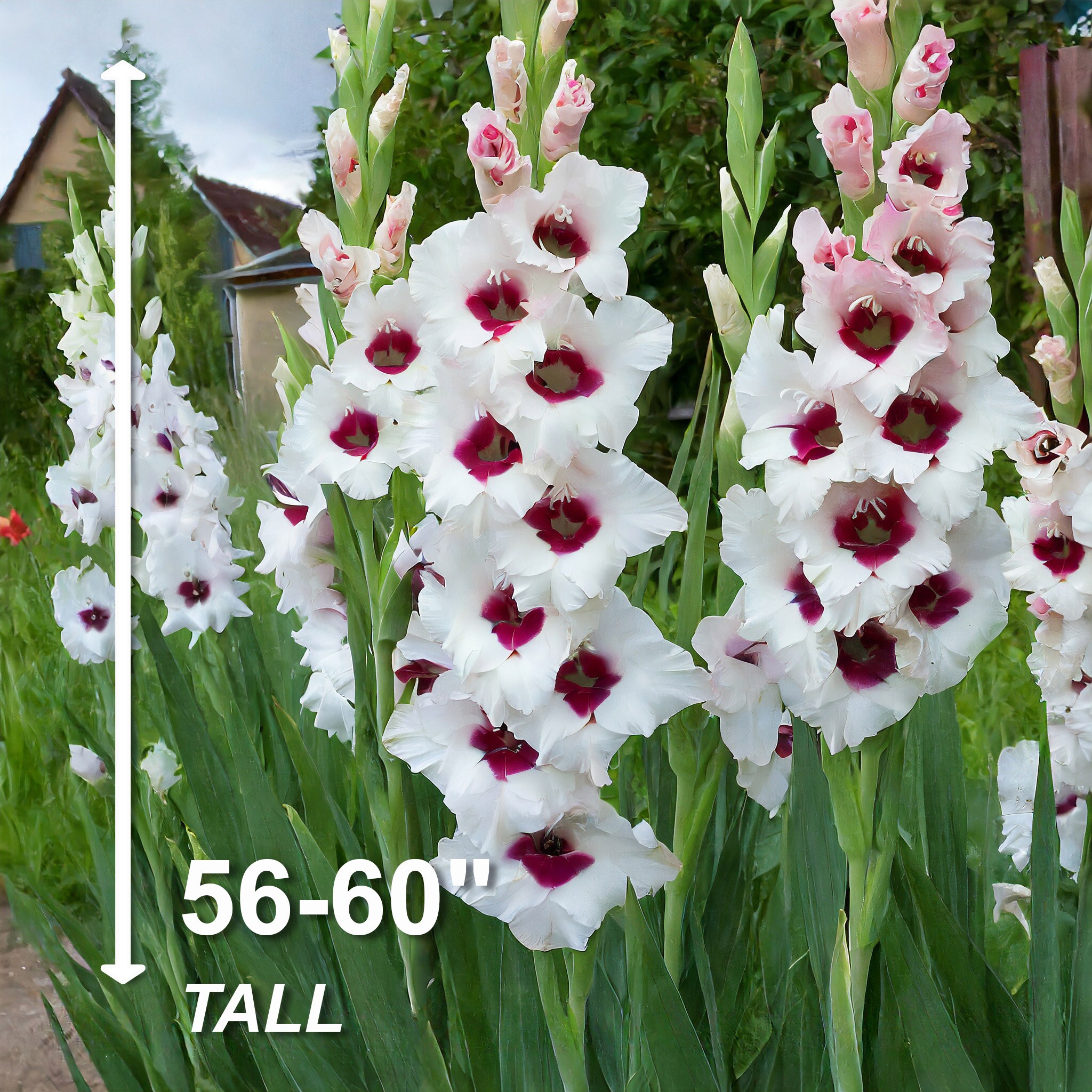 Garden State Bulb ECS-169-30-01 Plant-Bulbs - View #5