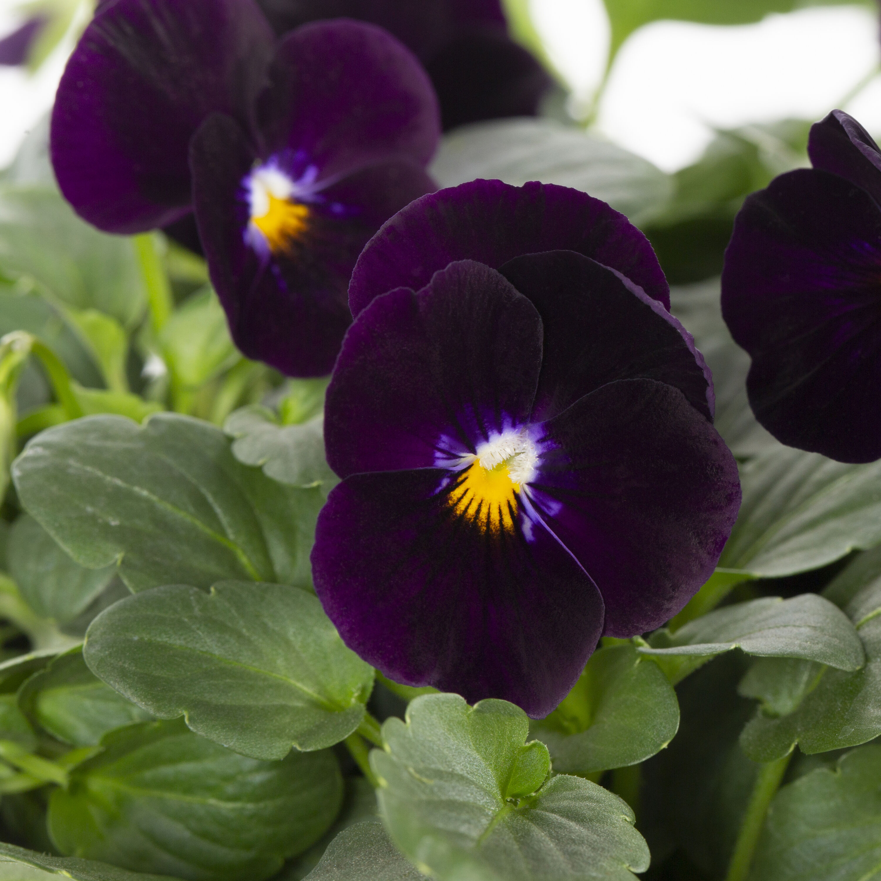 Lowe's 92985 annuals - View #6