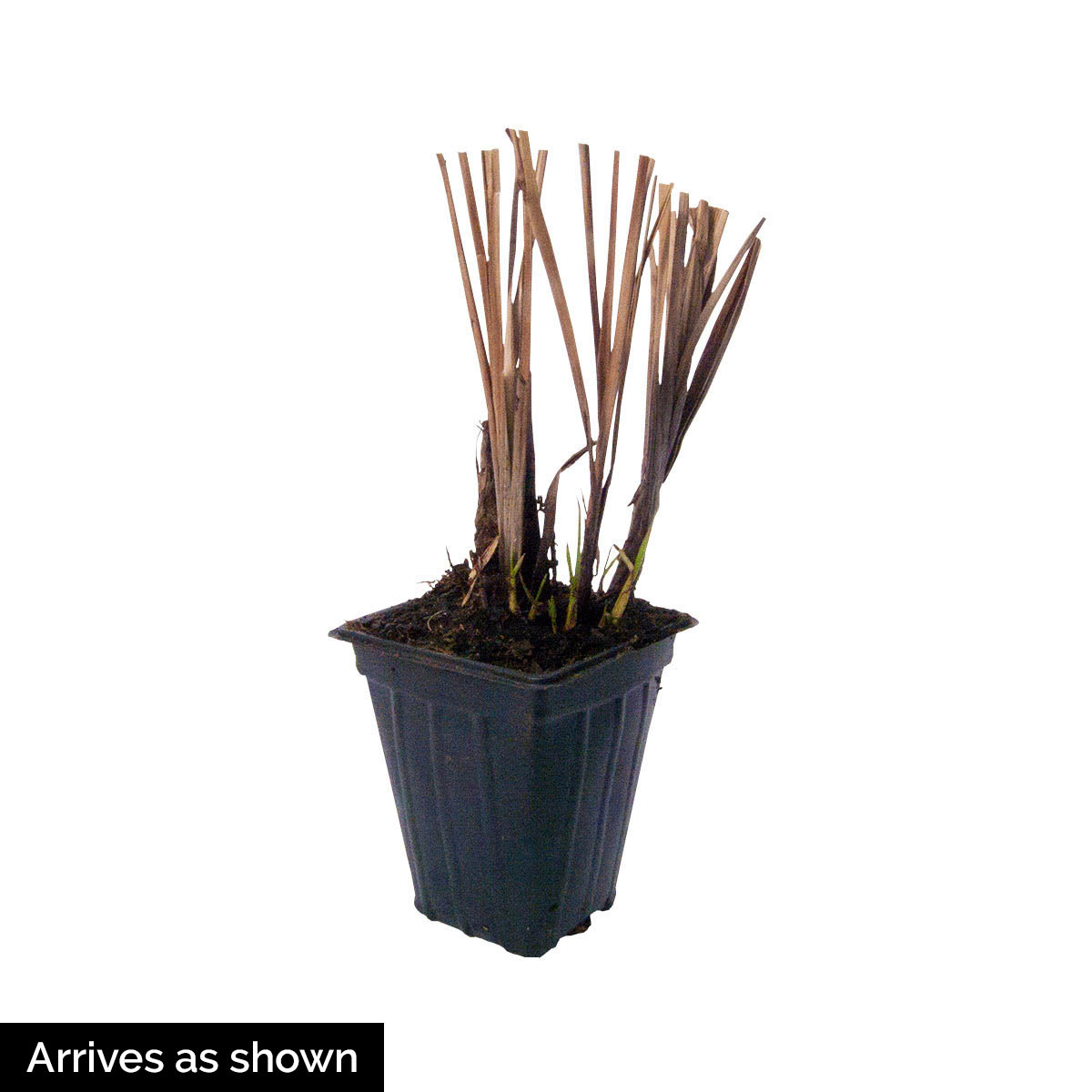 Spring Hill Nurseries 92451 Ornamental-Grasses - View #4
