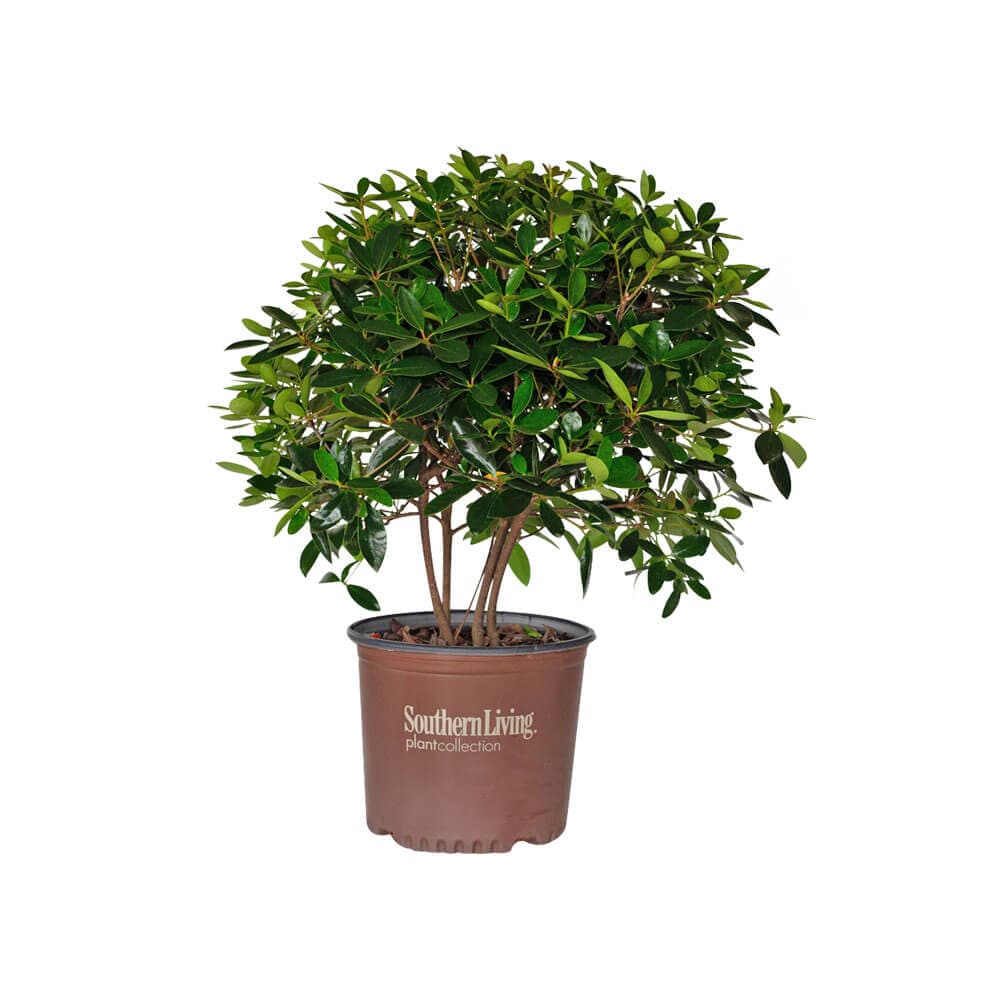 Southern Living Plant Collection 55073-1 Bigfoot Cleyera Foundation/Hedge Shrub in 3 -Gallon Pot 1 -Pack