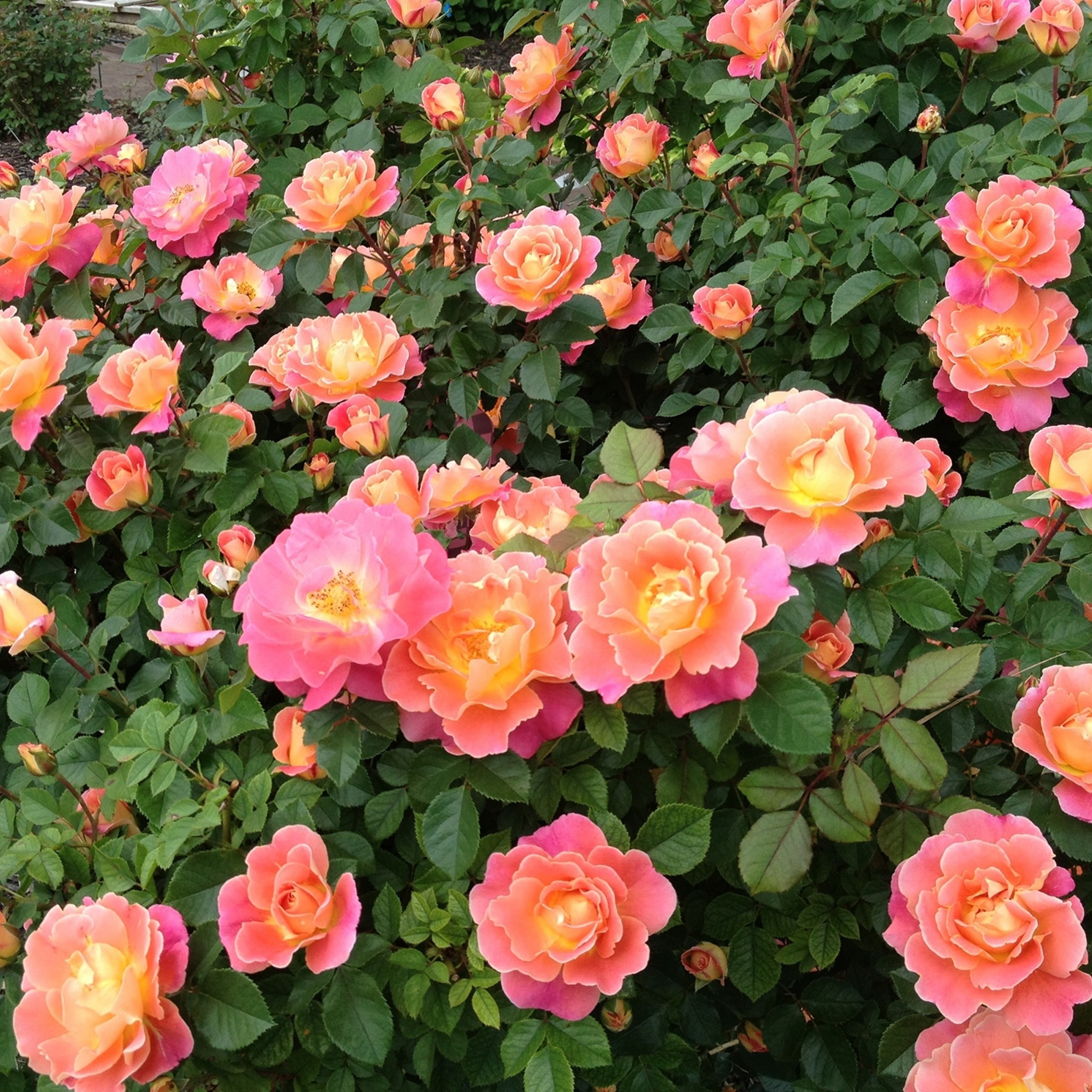 National Plant Network LW1429 roses - View #5