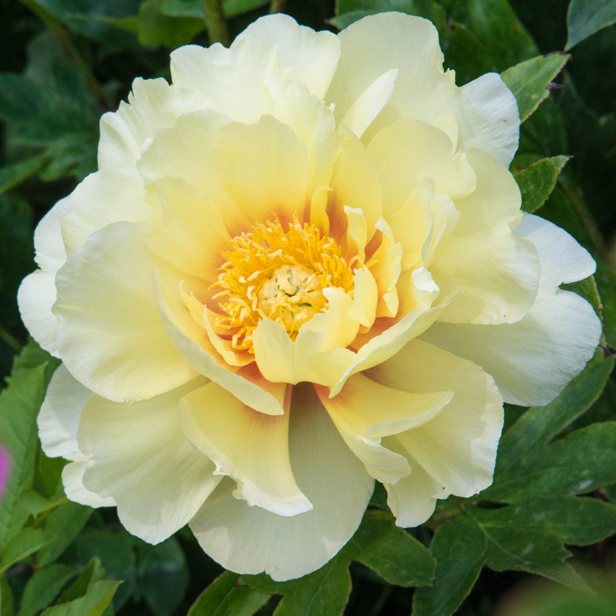 Spring Hill Nurseries 00115 Yellow Bartzella Itoh Peony Perennial Plant in 1-Pack Bareroot