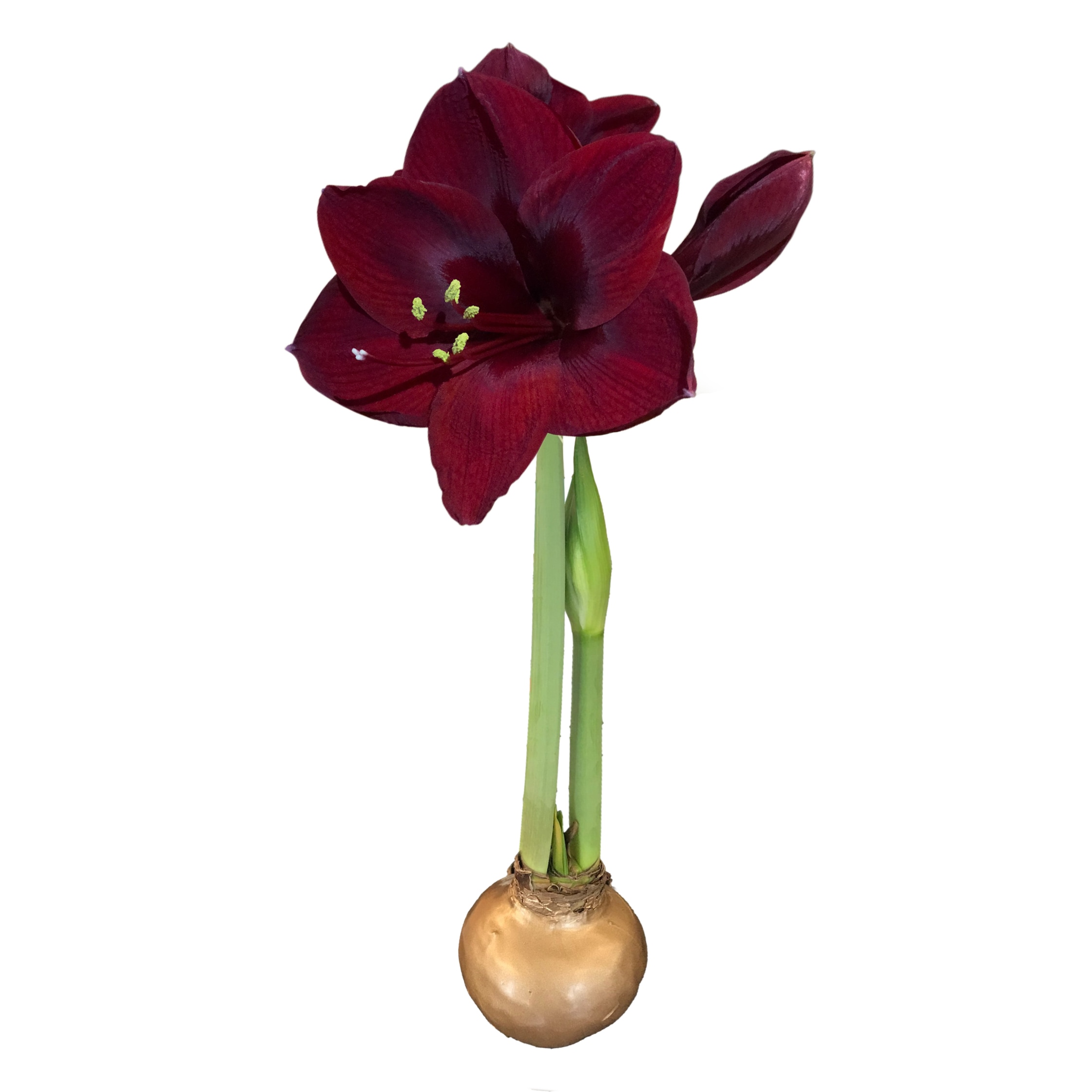 Daylily Nursery 22046 Purple Amaryllis Plant in 1 -Pack Plantable container 1 -Pack