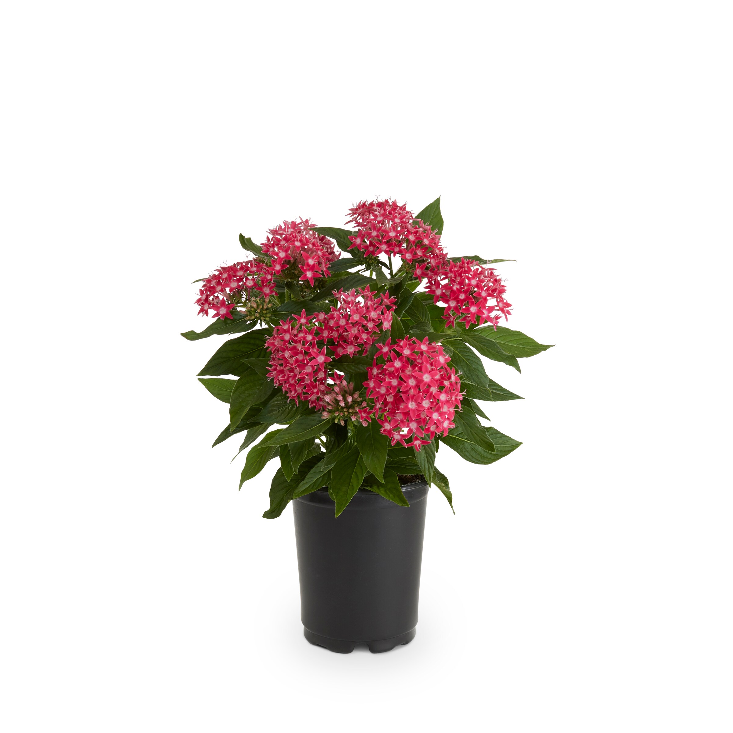 Lowe's 465684 annuals - View #3