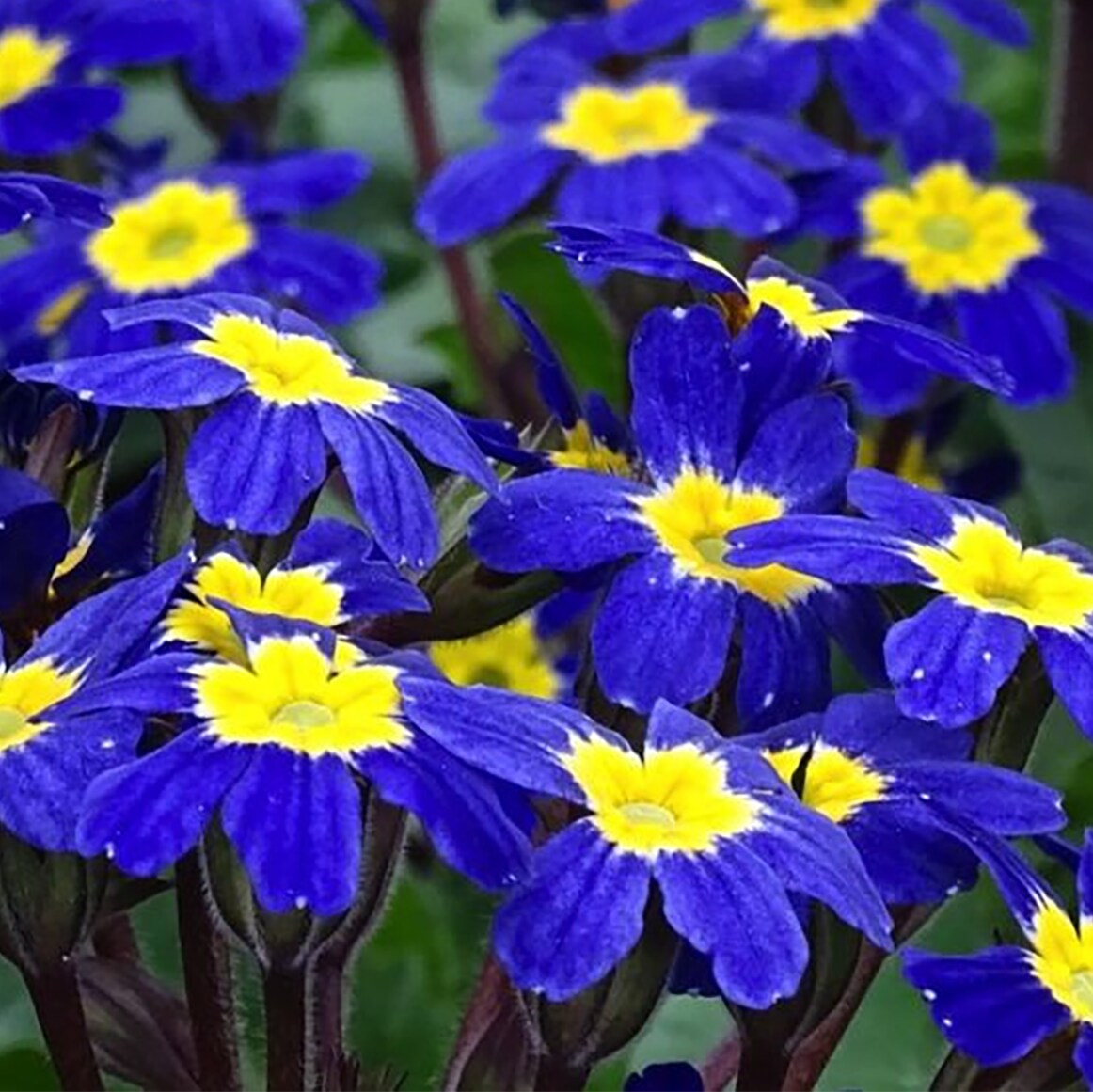 Lowe's NURSERY perennials - View #2