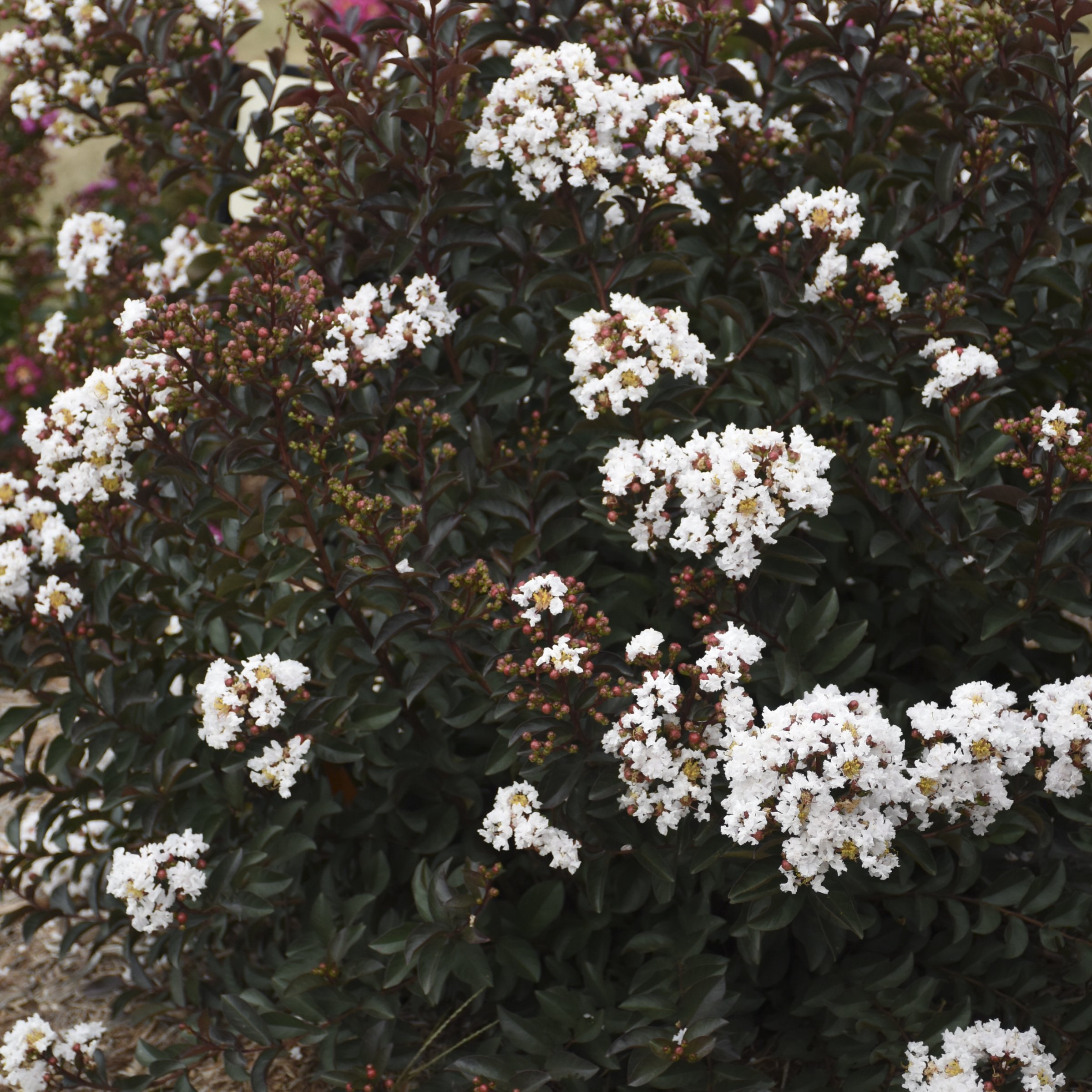 National Plant Network LW1835 shrubs - View #8
