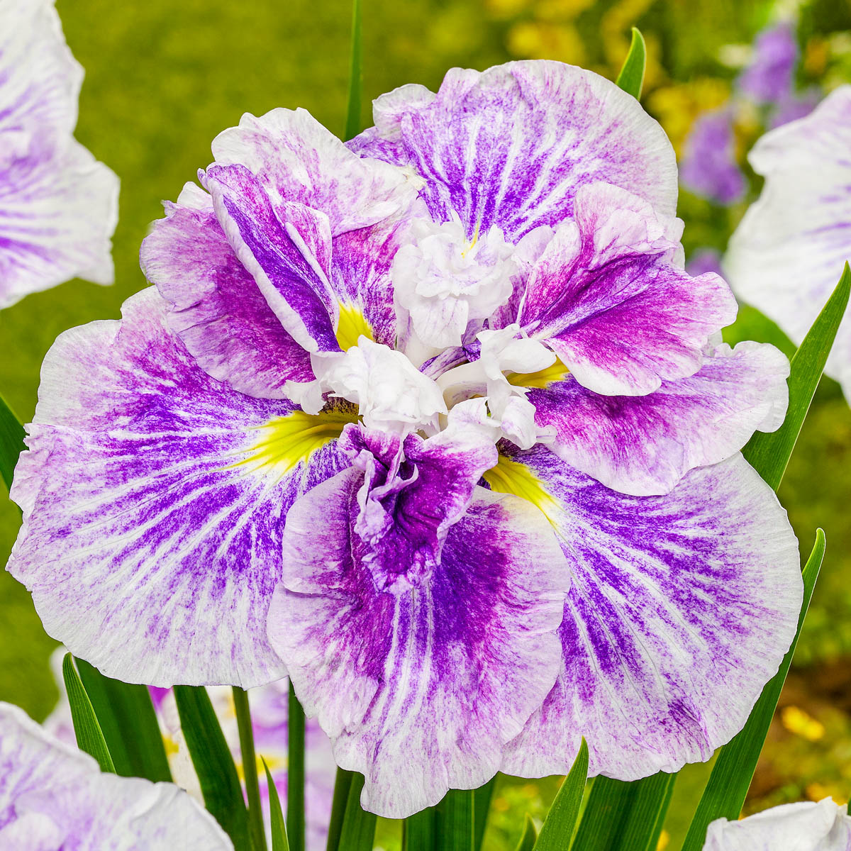 Spring Hill Nurseries 76812 White Cheesecake Japenese Iris Perennial Plant in 1-Pack Bareroot