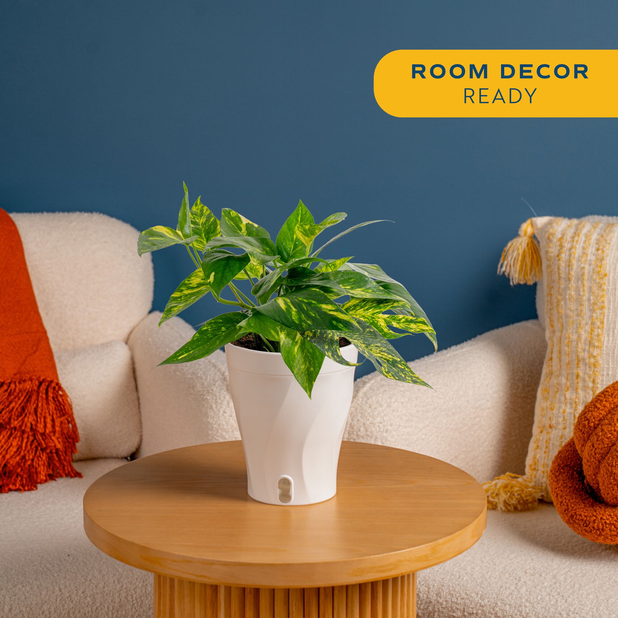 Costa Farms Trending Tropicals Epipremnum Yellow Sunrise House