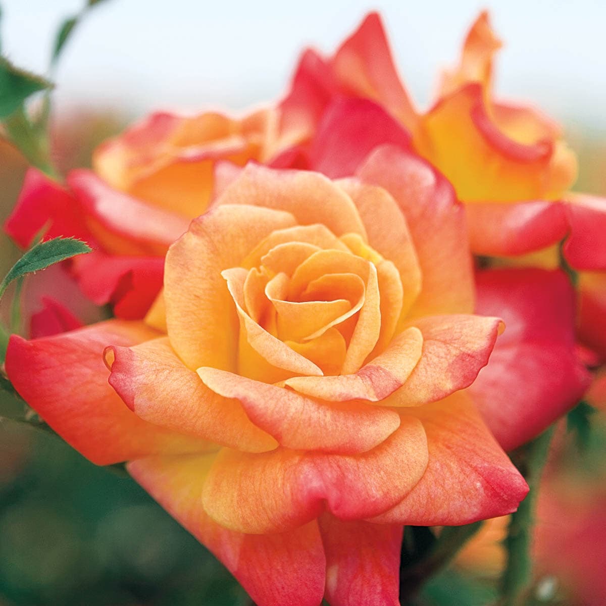 Fragrant Blooms Stunning & Unusual Orange and Yellow Stripes Exclusive Listing! Dancing Sunset Bareroot Climbing Garden Rose Repeat Flowering 